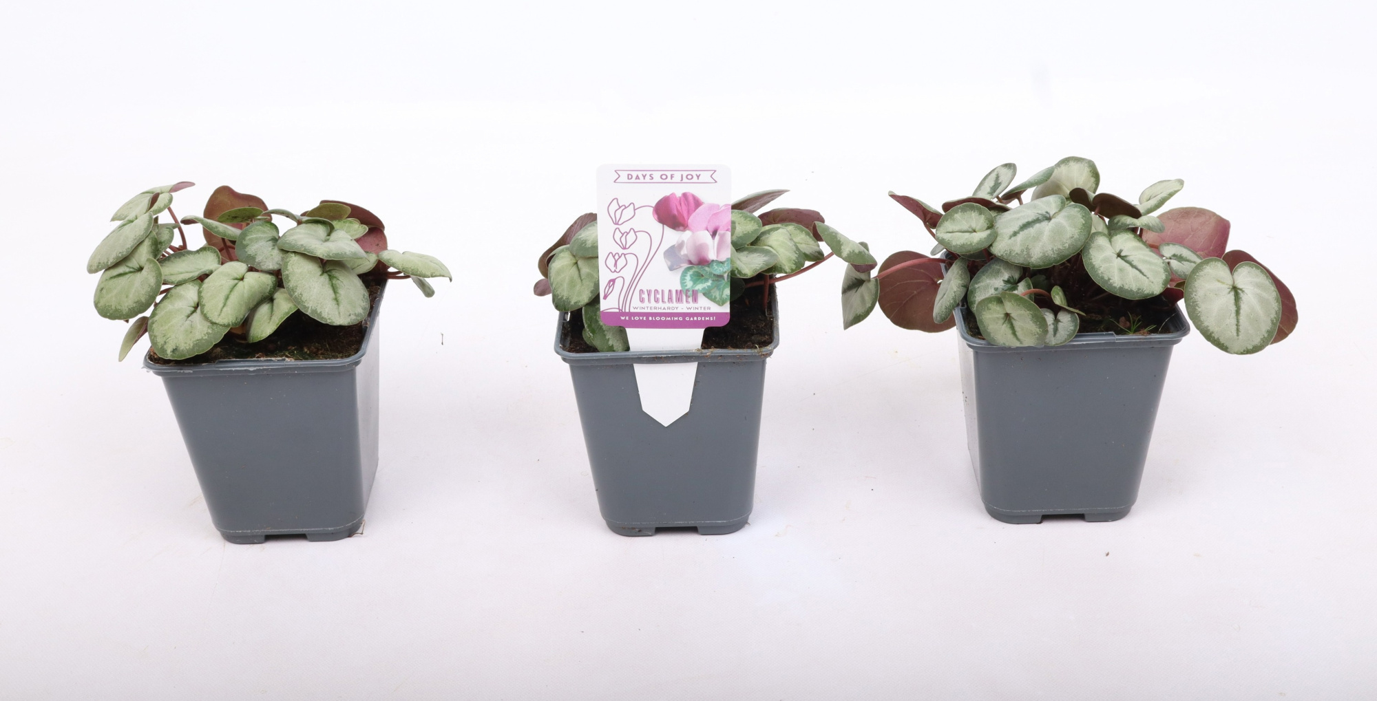 Cyclamen coum silverleaf white 9 cm, D 9