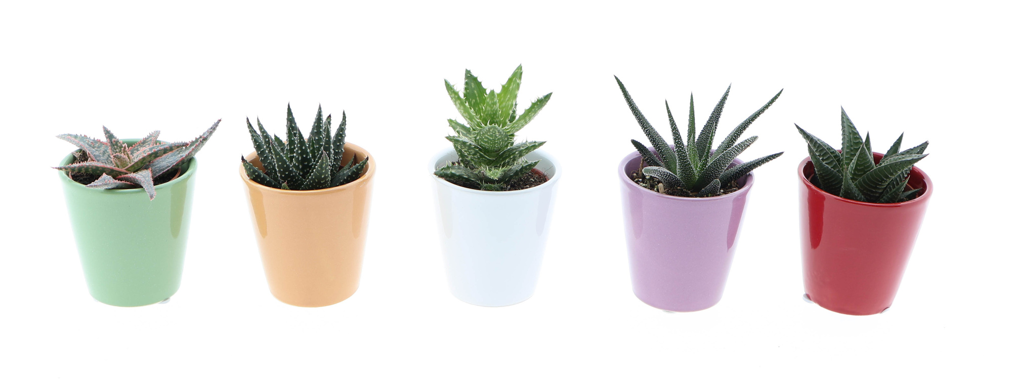 Kleurpot aloe/haworthia mix, D 5,5 cm