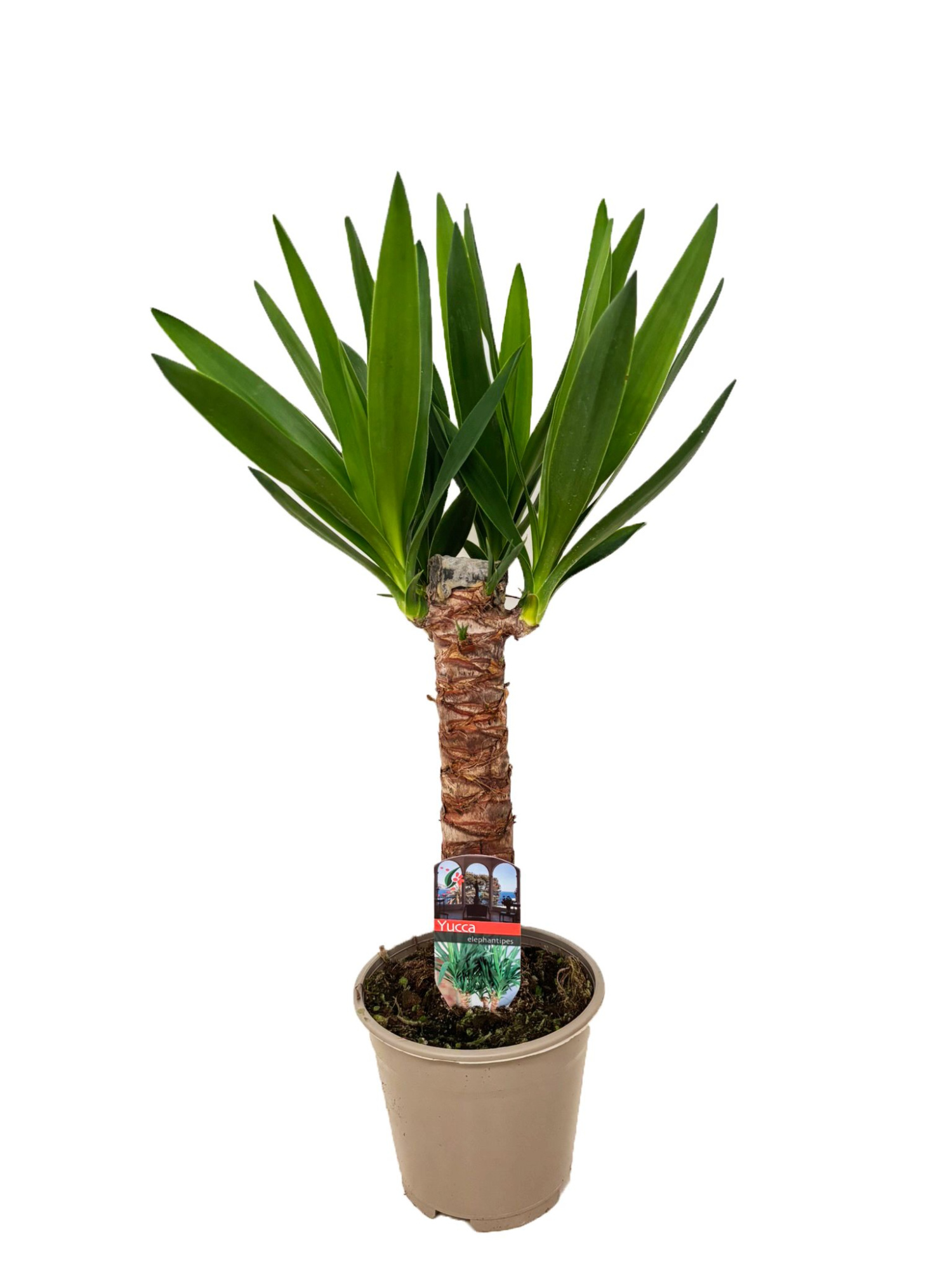 Yucca elephantipes 30cm, D 14 cm
