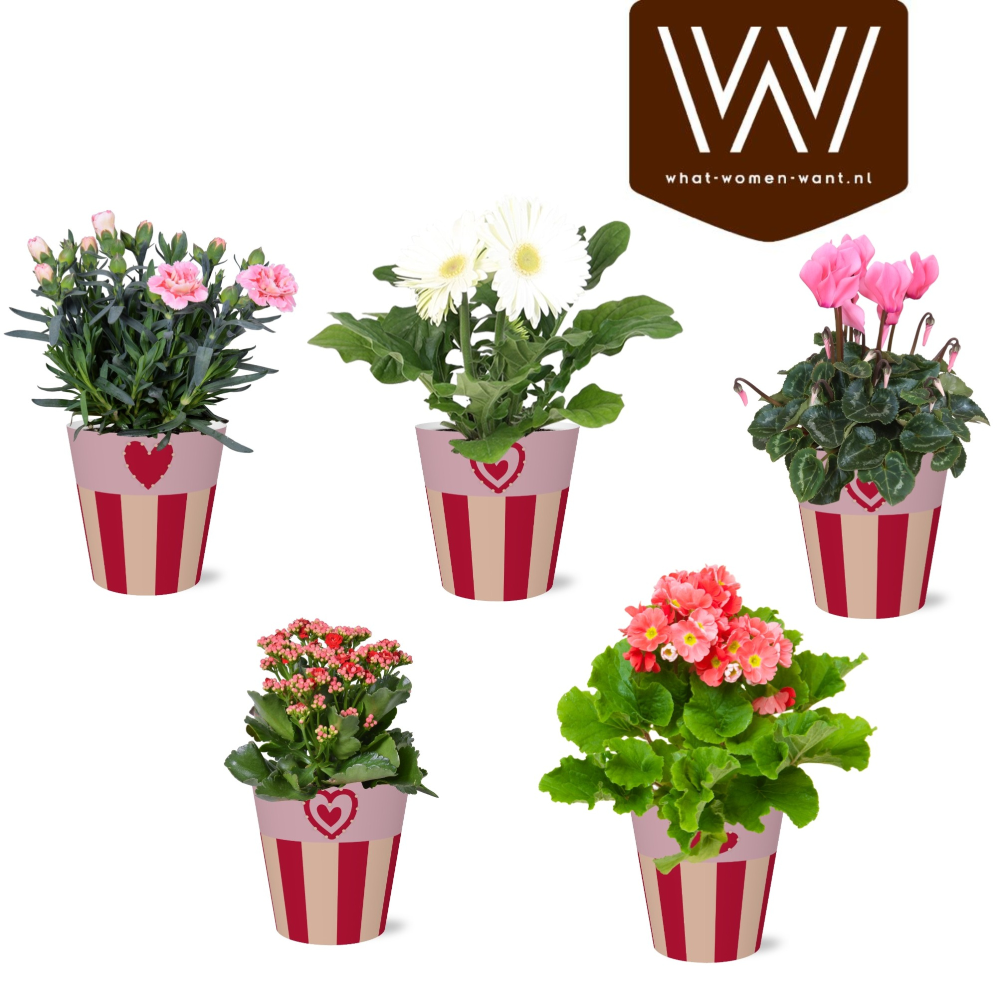 Collectie 'Sympathetic Moods ' Bloeimix in smartcup Romee 5 soorten, D 12