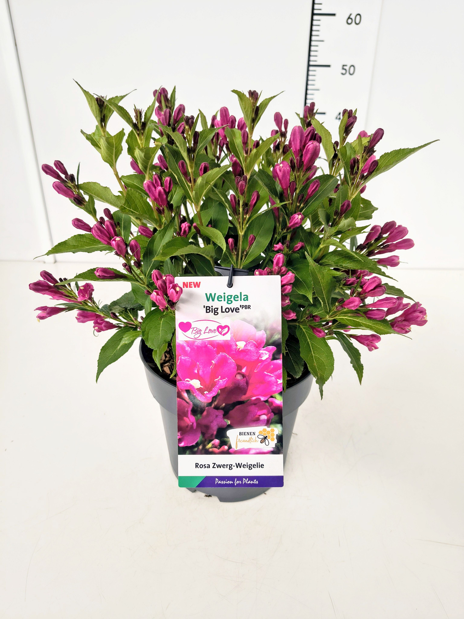 Weigela 'Big Love' C5, D 23 cm