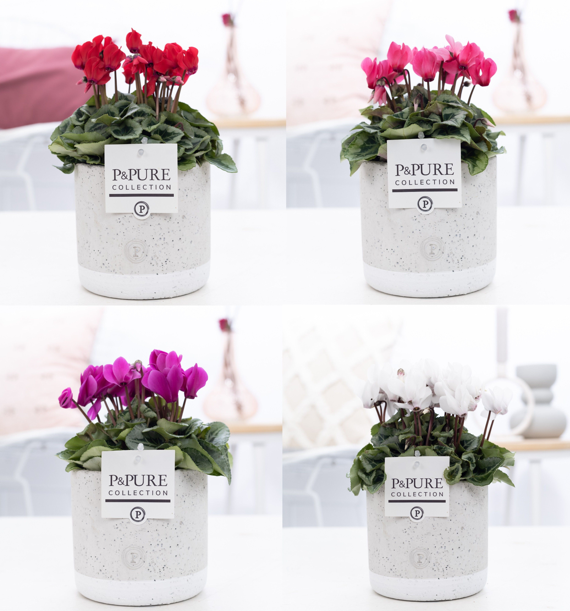 Cyclamen SS Picasso Mix in Jade Ceramic PC, D 14 cm