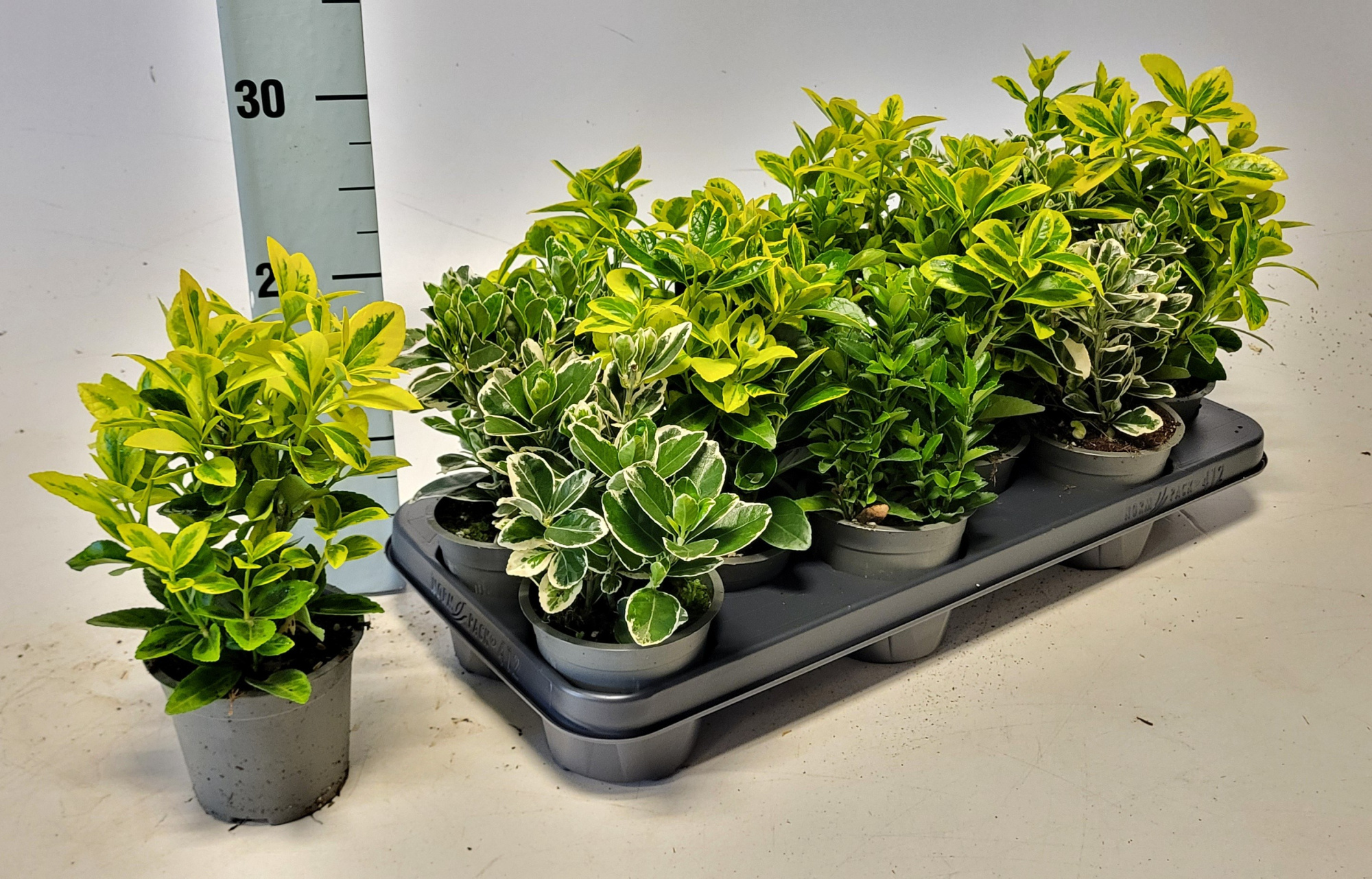 Euonymus jap. mix in tray 10.5 cm, D 10,5 cm