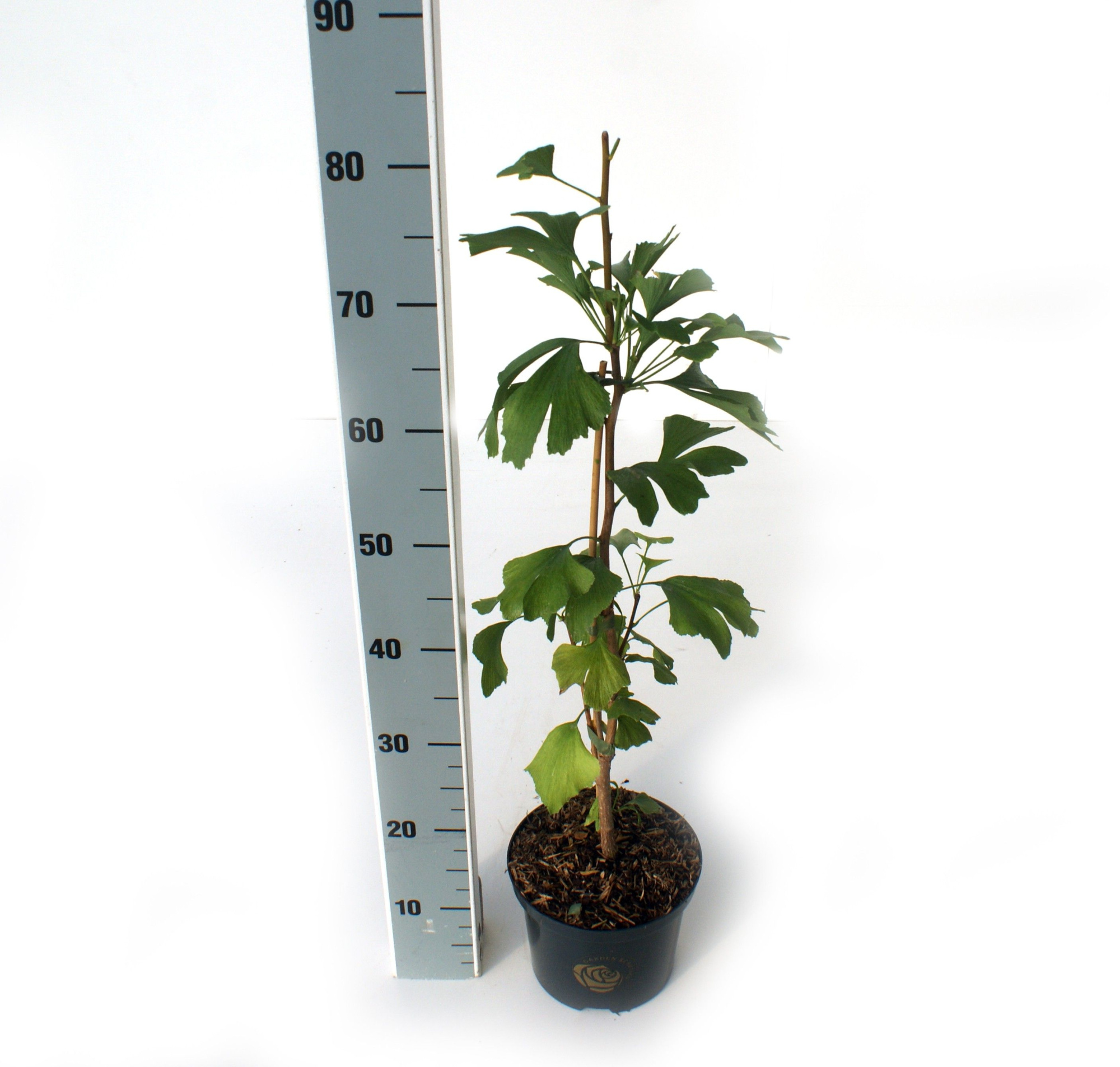 Ginkgo biloba, D 18 cm