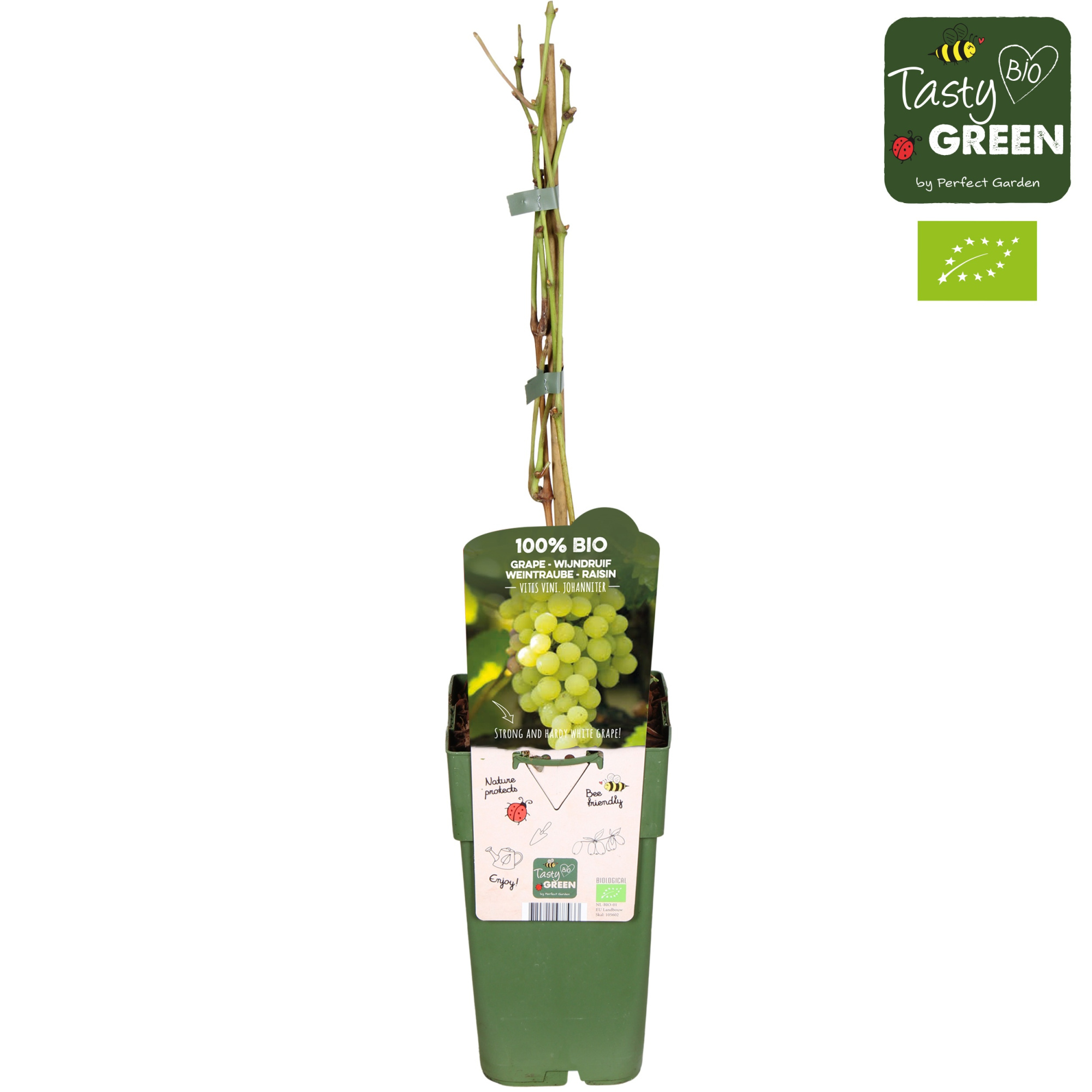 Vitis vinifera 'Johanniter' Bio P15, D 15