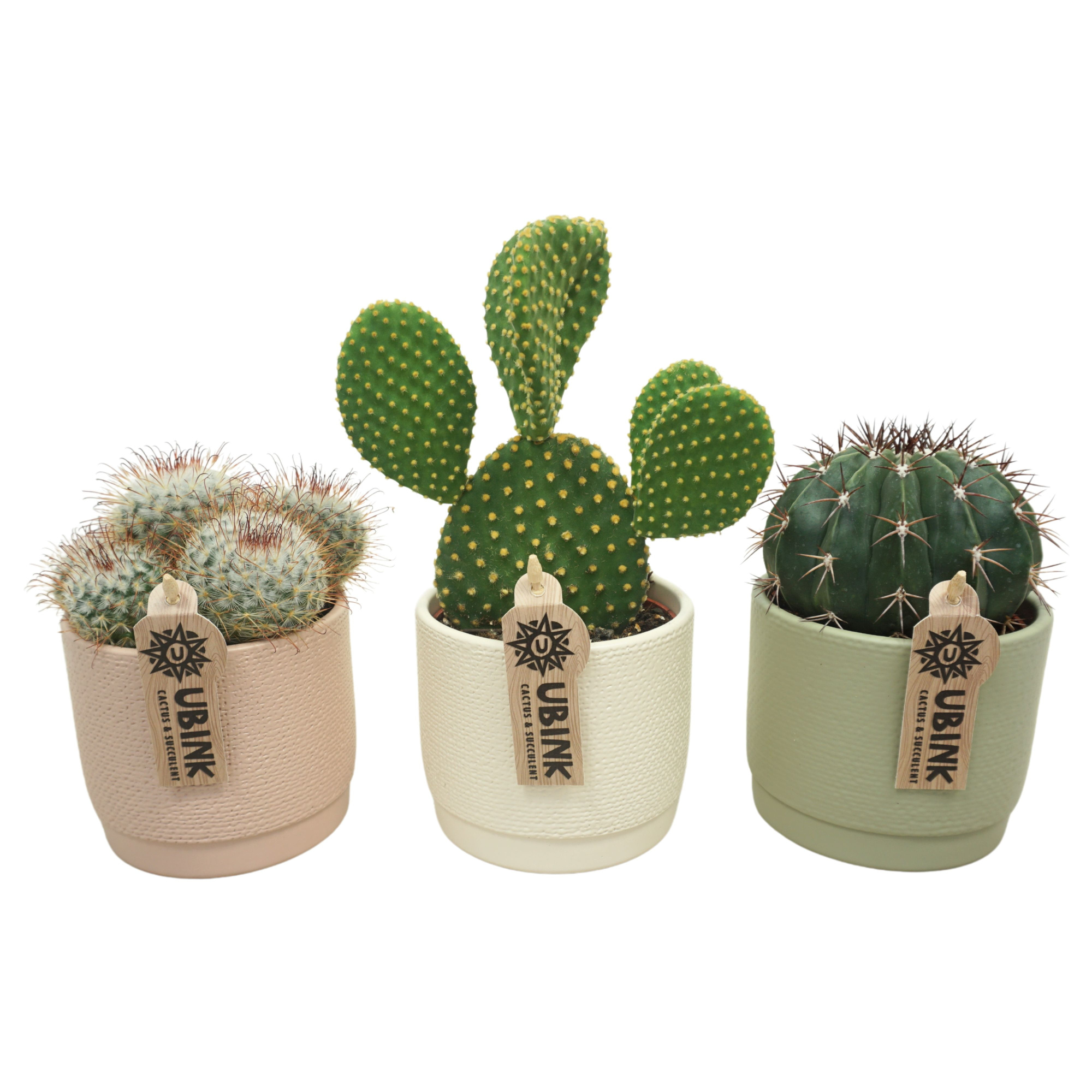 Cactus mix in 12 cm pastel pot (3 assorti), D 10,5