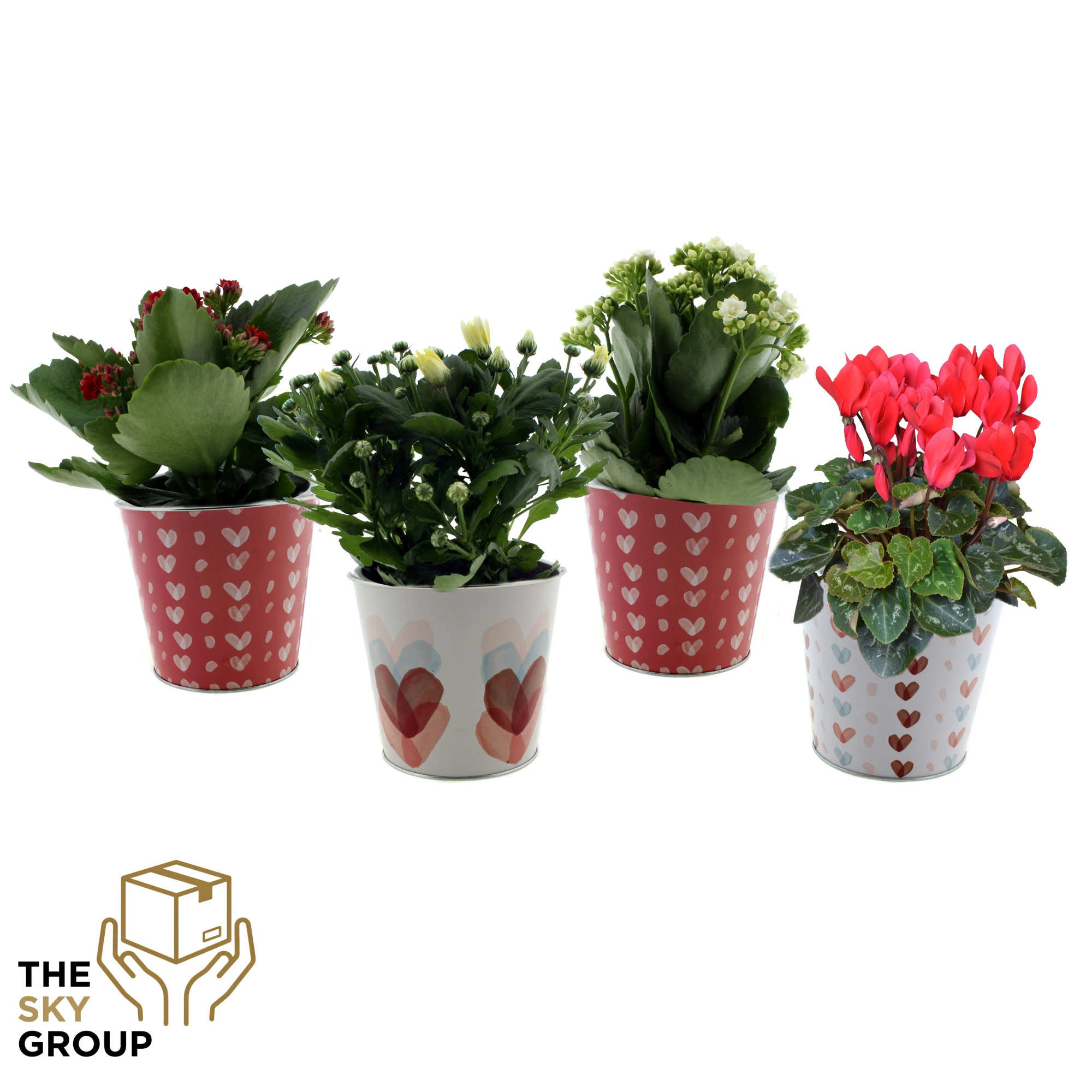 Bloeiende kamerplanten in Valentijn Zink ( 3 assorti ), D 12