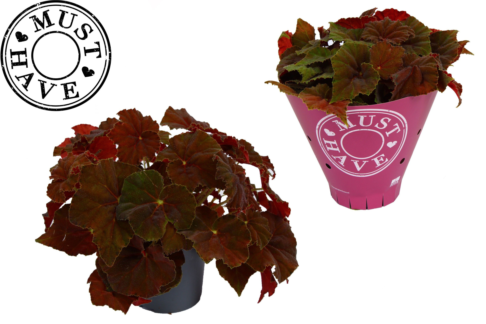 Bladbegonia Rex Amber Love MUST HAVE, D 13 cm
