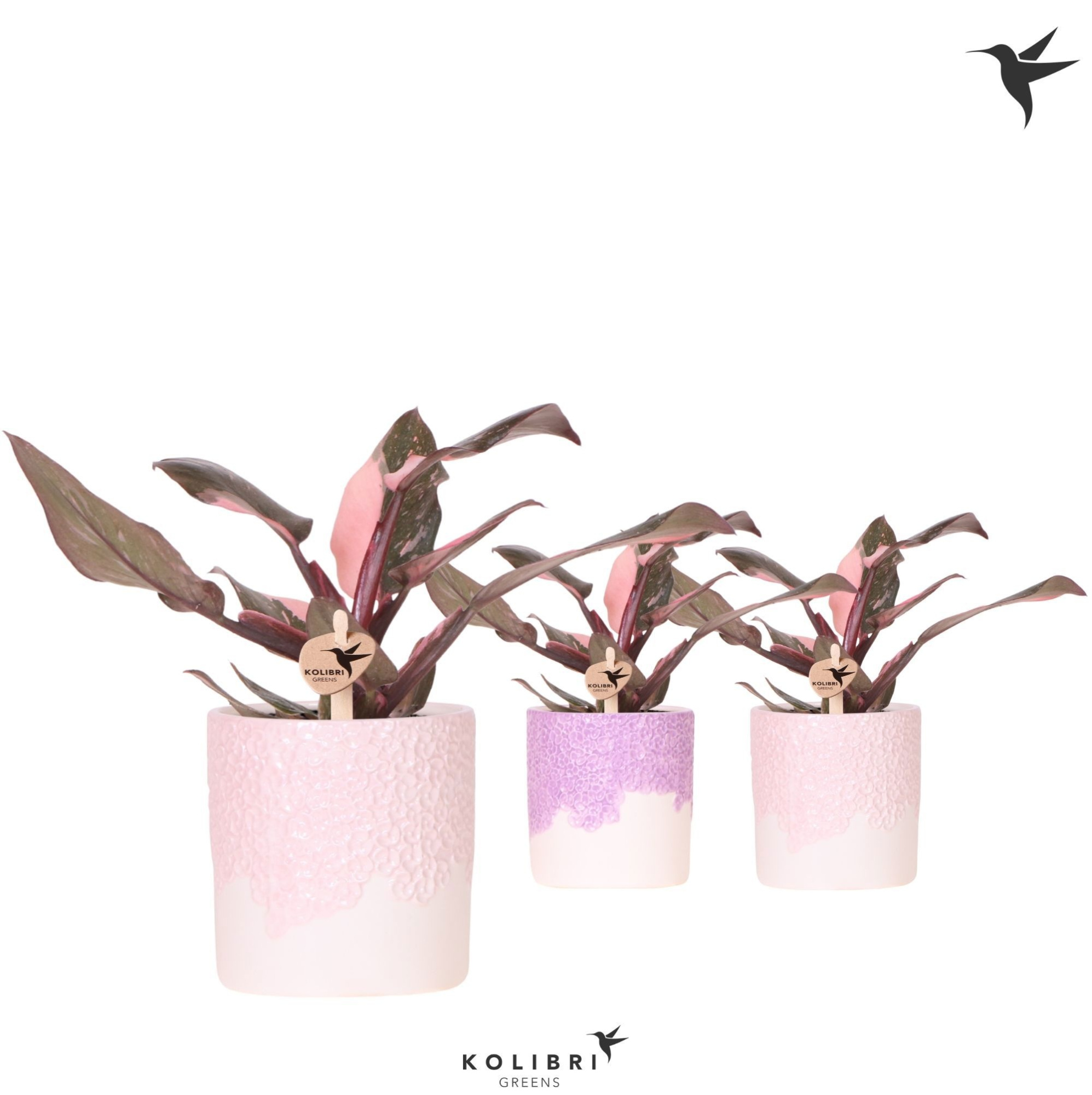 Kolibri Greens Philodendron pink Princess Marble in Bloom pot pink mix, D 9 cm