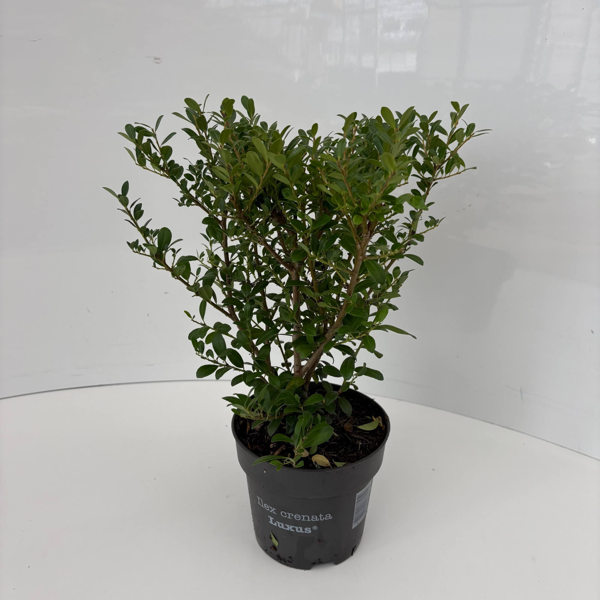 Ilex crenata Luxus® P13, D 13 cm