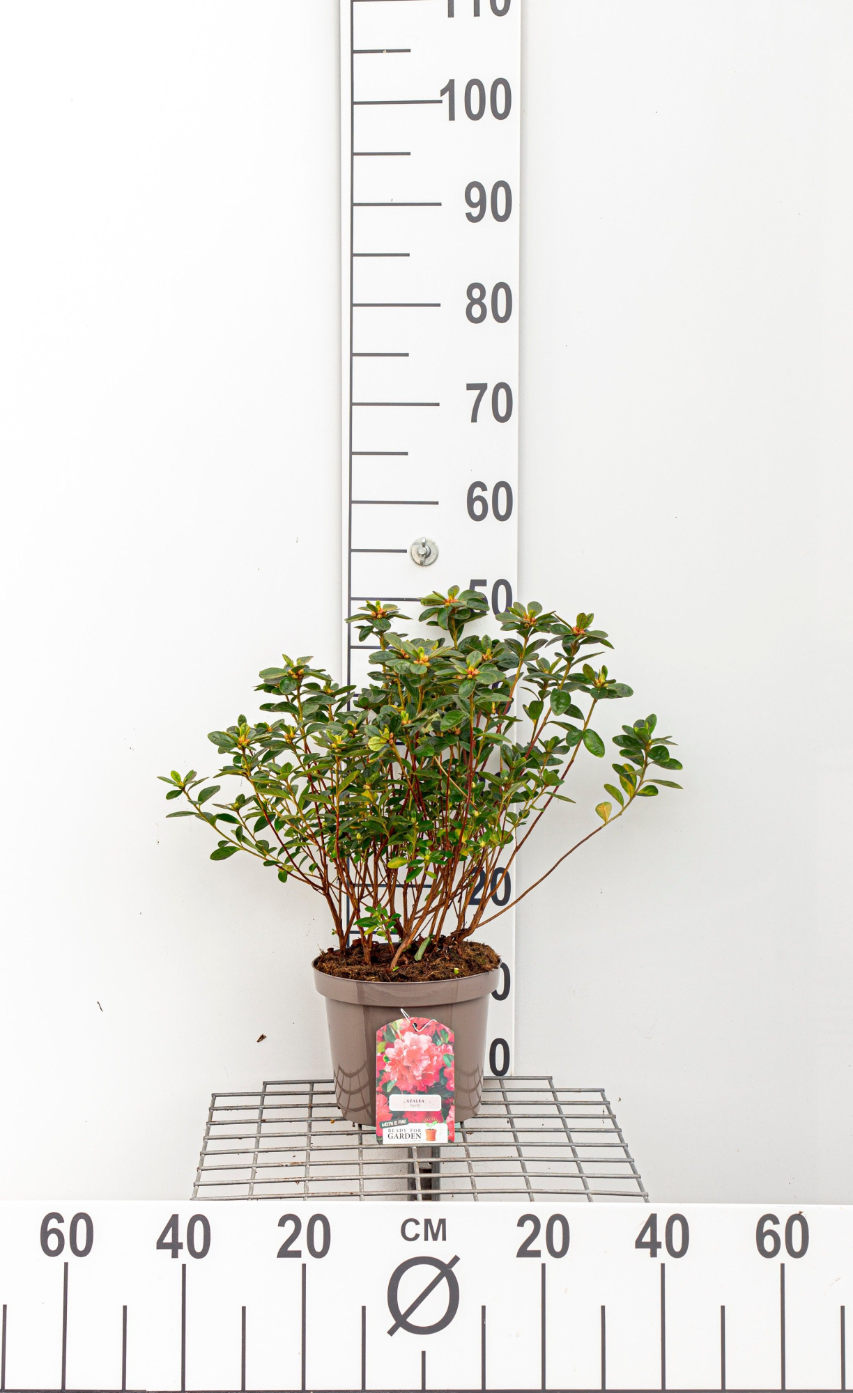 696 LDW : Pot 23 cm 5L pot Azalea Japonica gemengde soorten, D 23