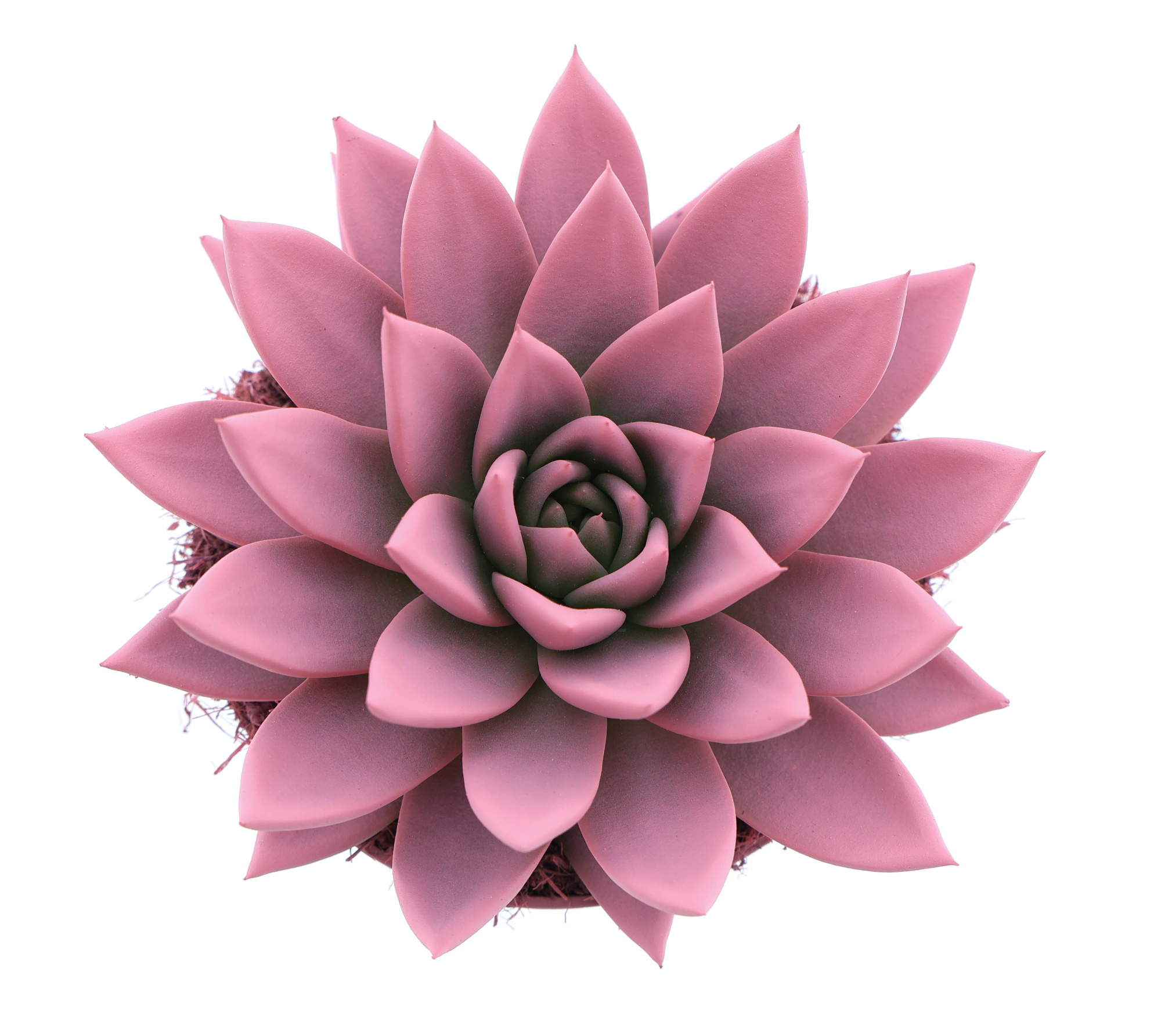 Rainbow rose, D 12 cm