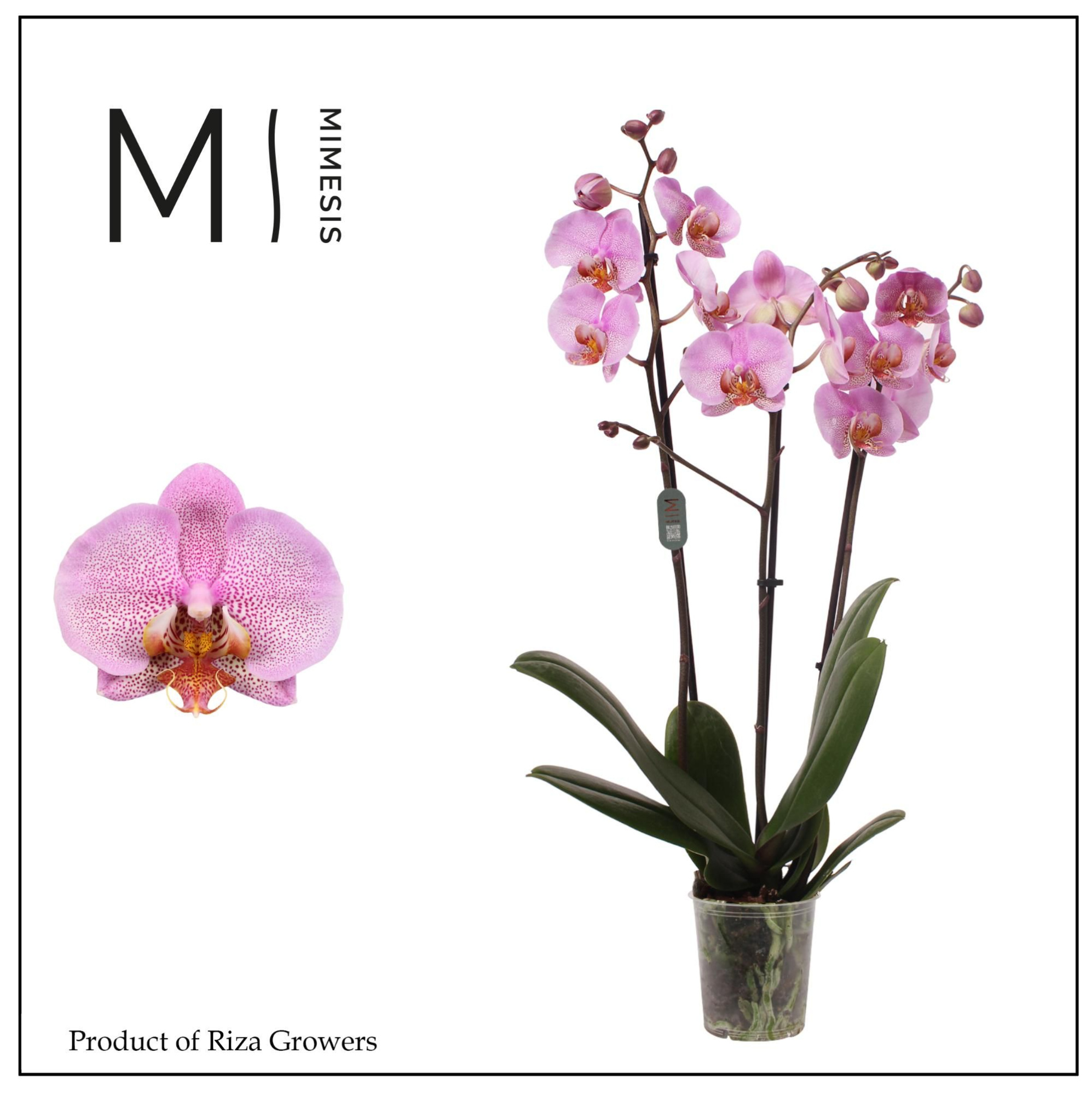Phalaenopsis Formation 3 spike - 12cm | Mimesis, D 12 cm