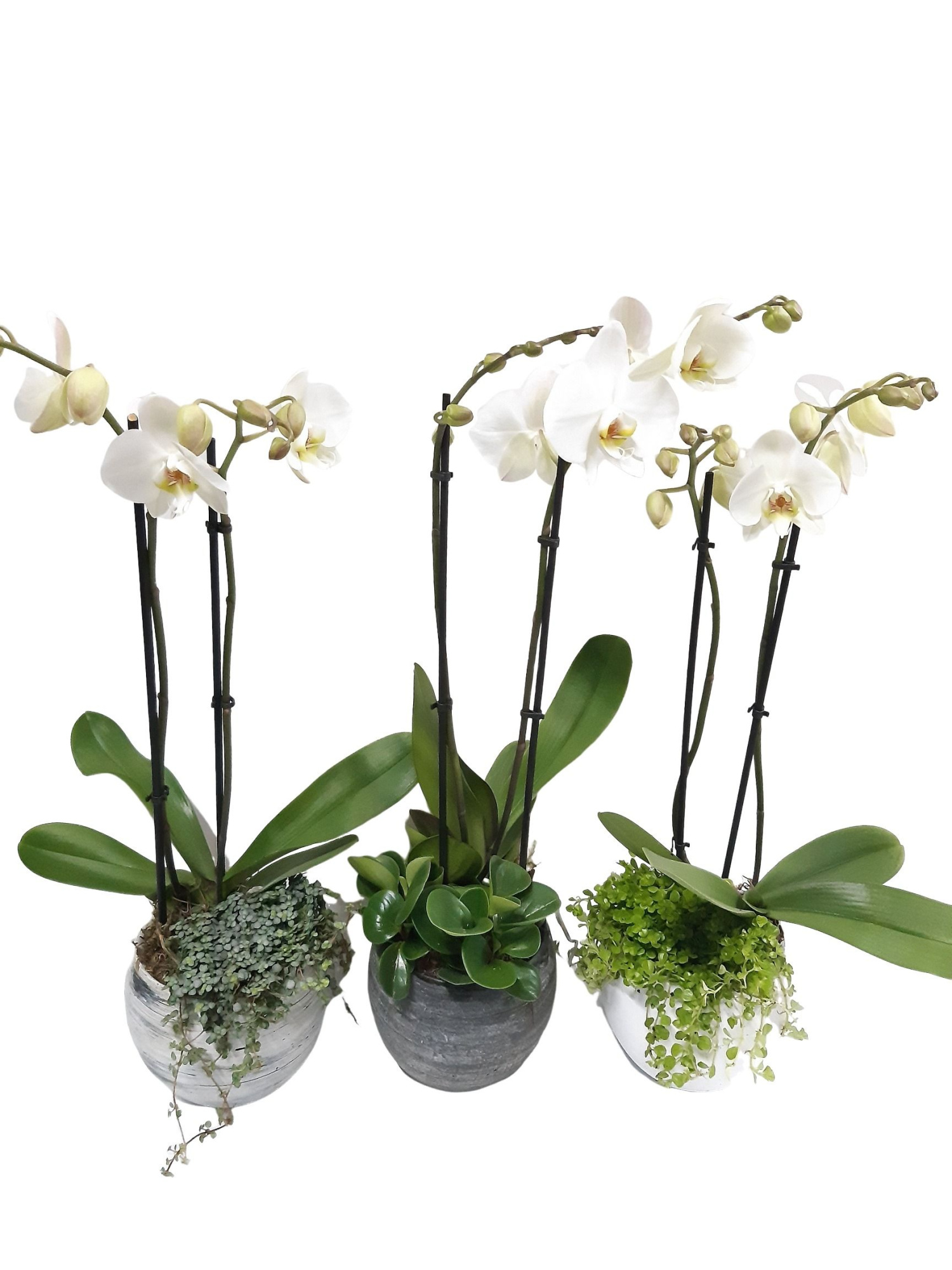 VMX16PHLX bolpot mixdoos 15cm Phal 2t wit + pilea/peperomia, D 15 cm