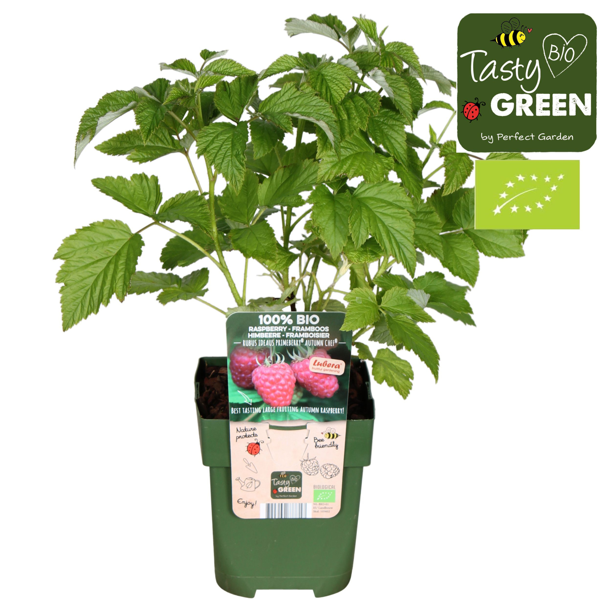 Rubus idaeus 'Autumn Chef'® Bio P13, D 13 cm
