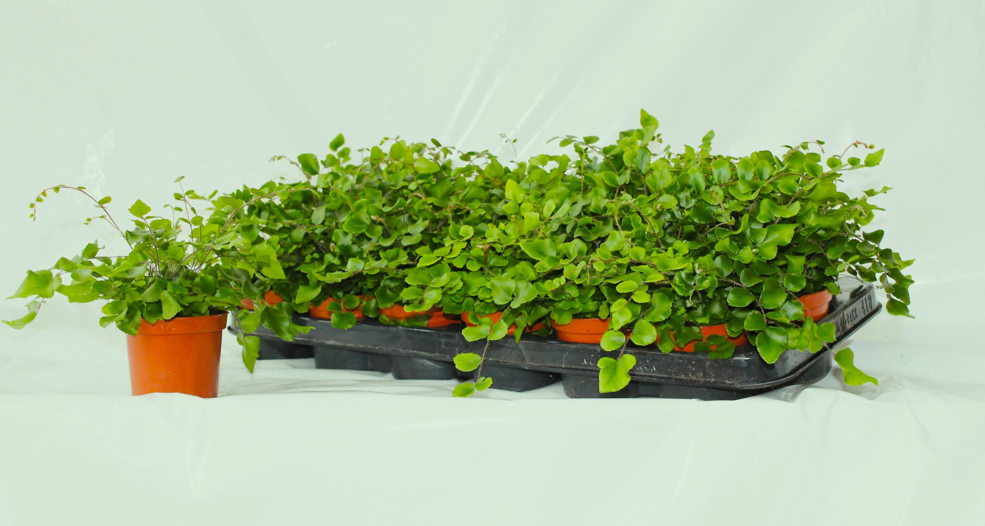 Pellaea Rotundifolia (Dubbeltjesvaren), D 8,5 cm