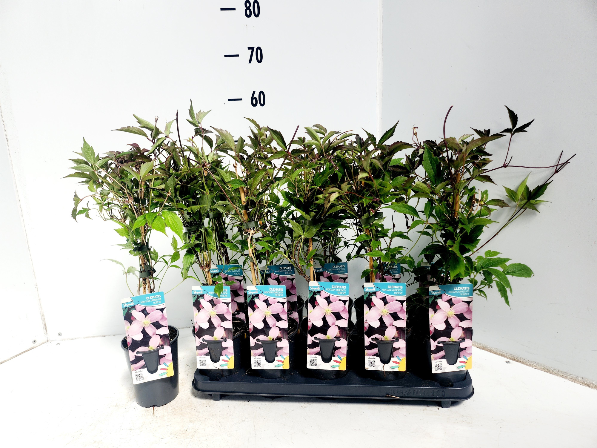 clematis montana rubens, D 12 cm