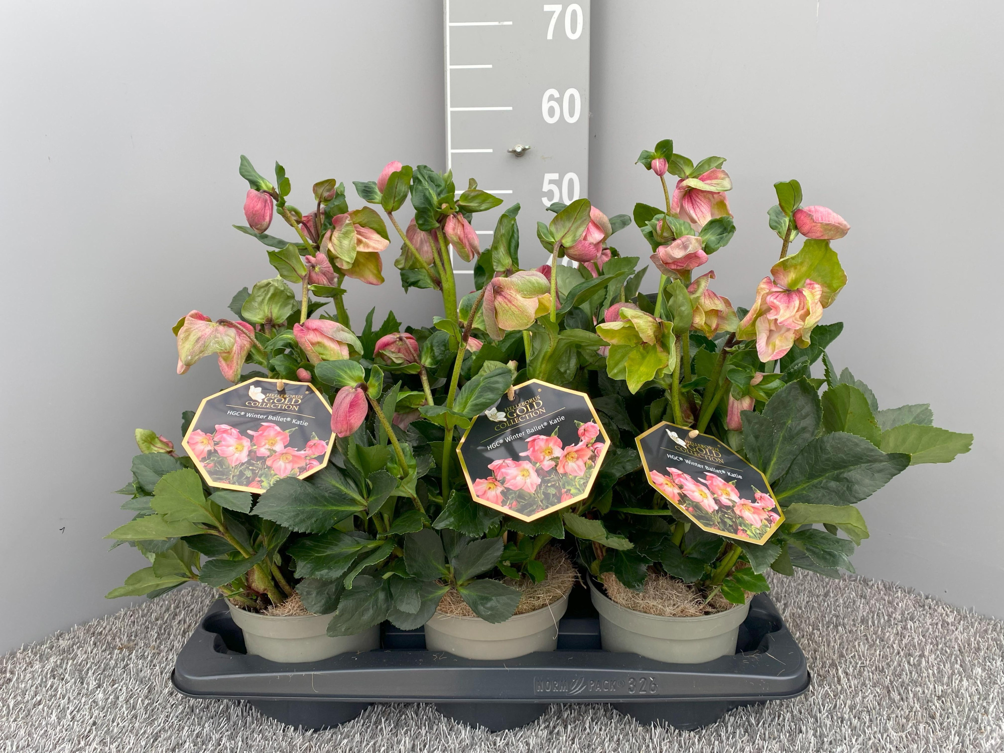 HGC® Winter Ballet® Katie, D 15 cm