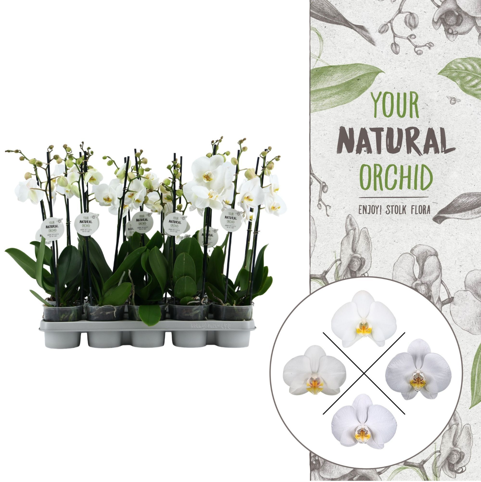 Your Natural Orchid | White 50cm | Phalaenopsis 2 spike, D 12