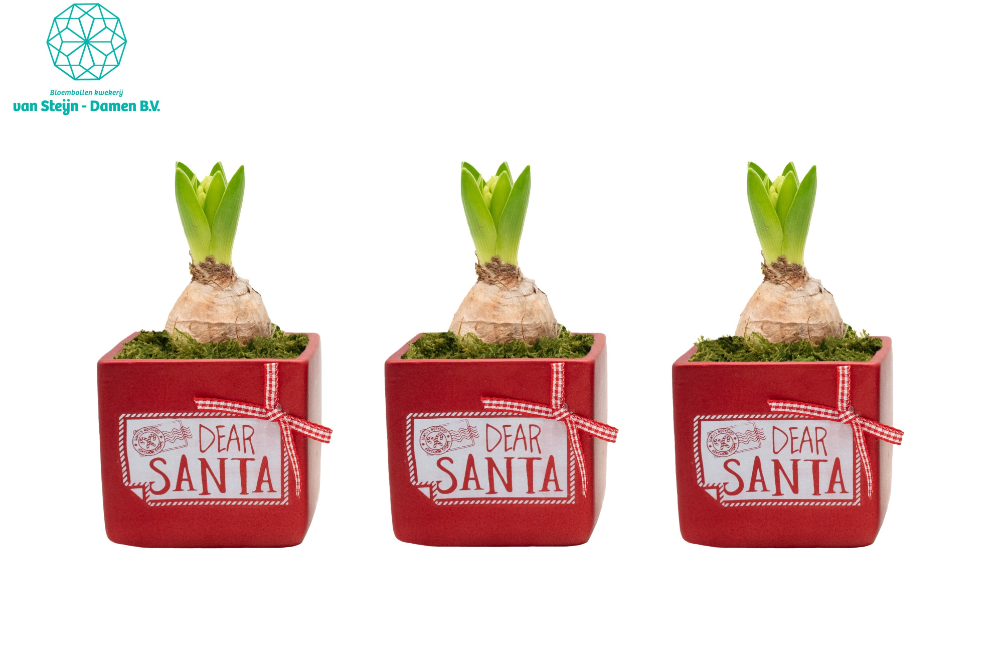 Hyacinthus 'Dear Santa Bloom', D 9