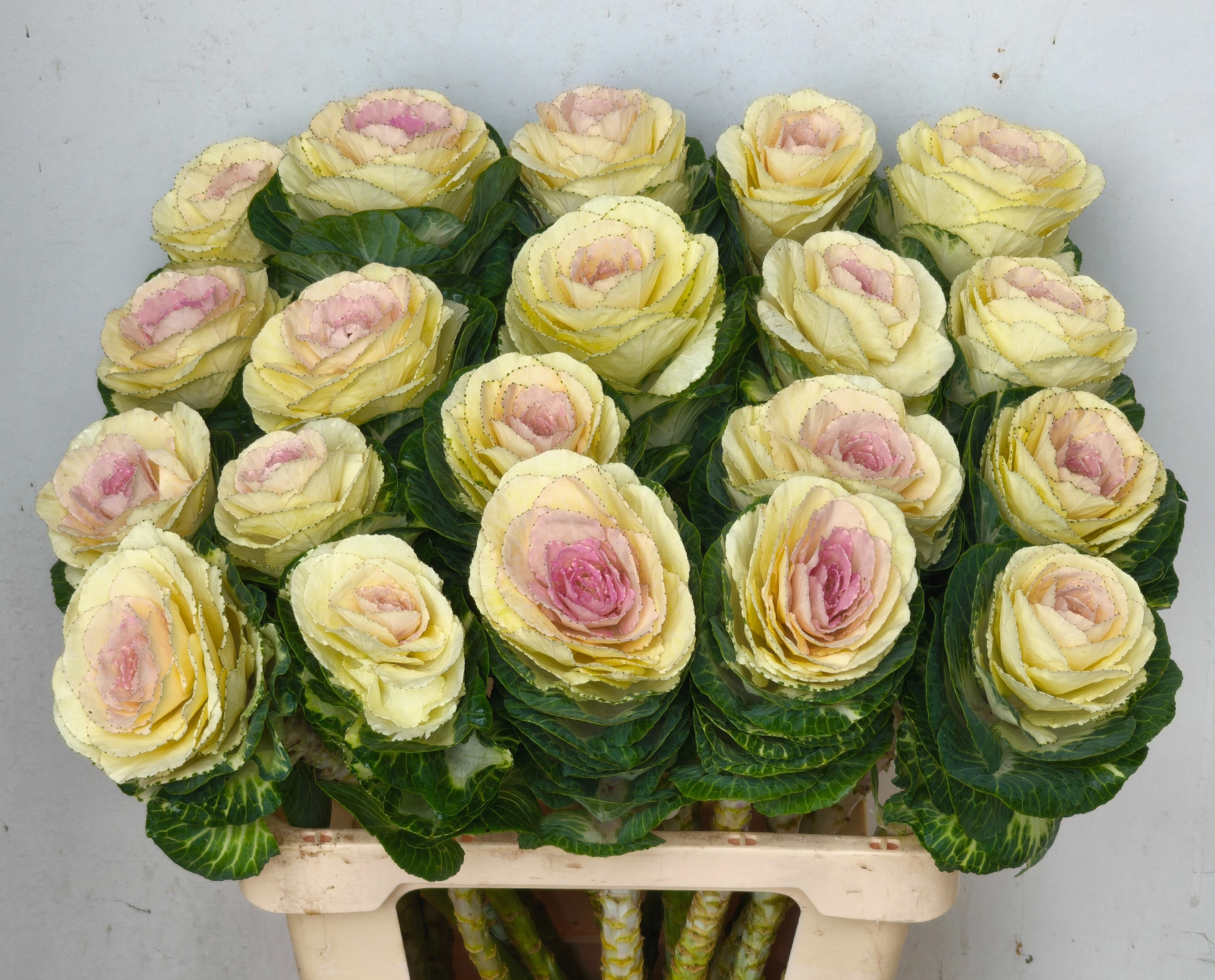 Брассика Вайт Крэйн 60, шт.