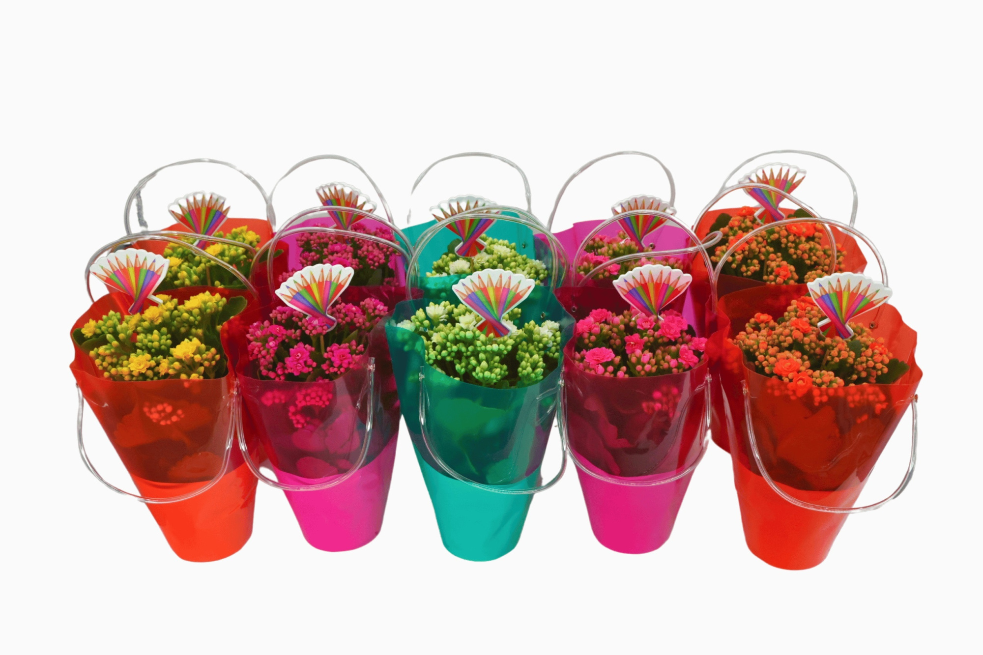 Calandiva 12 cm - Lola Tas calandiva, D 12 cm