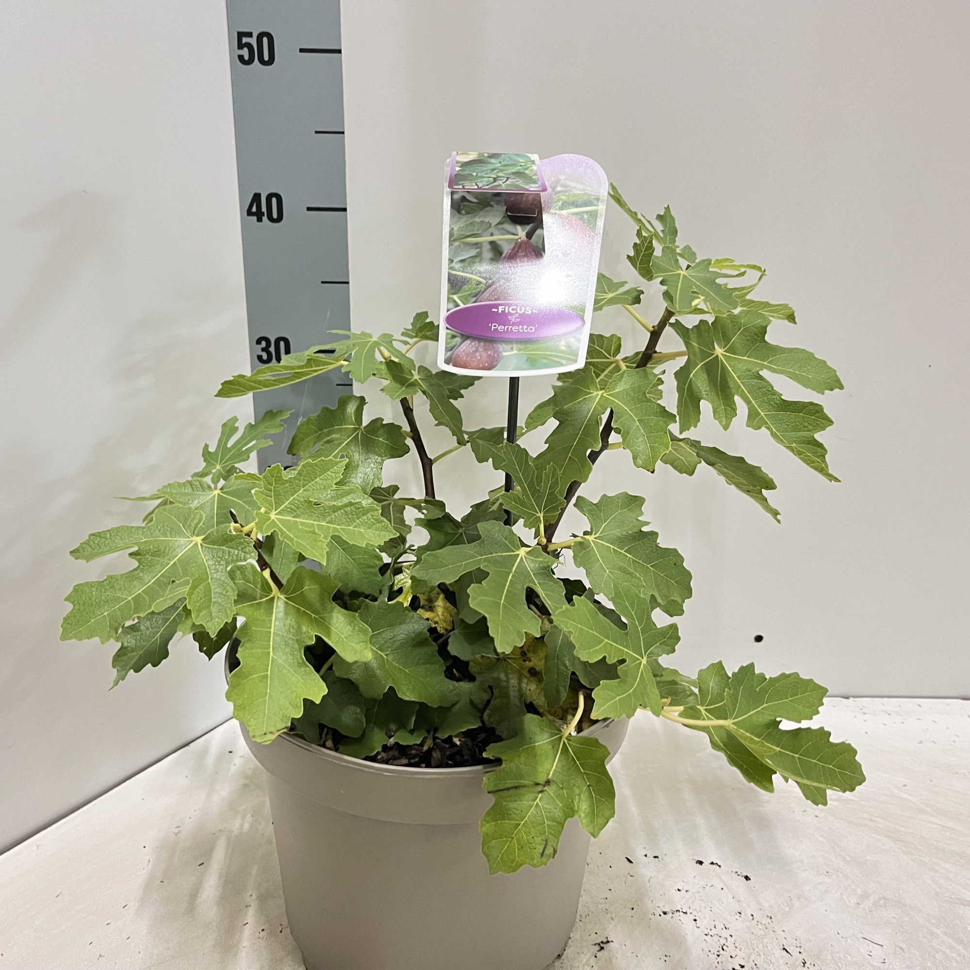 Ficus carica 'Perretta', D 23 cm