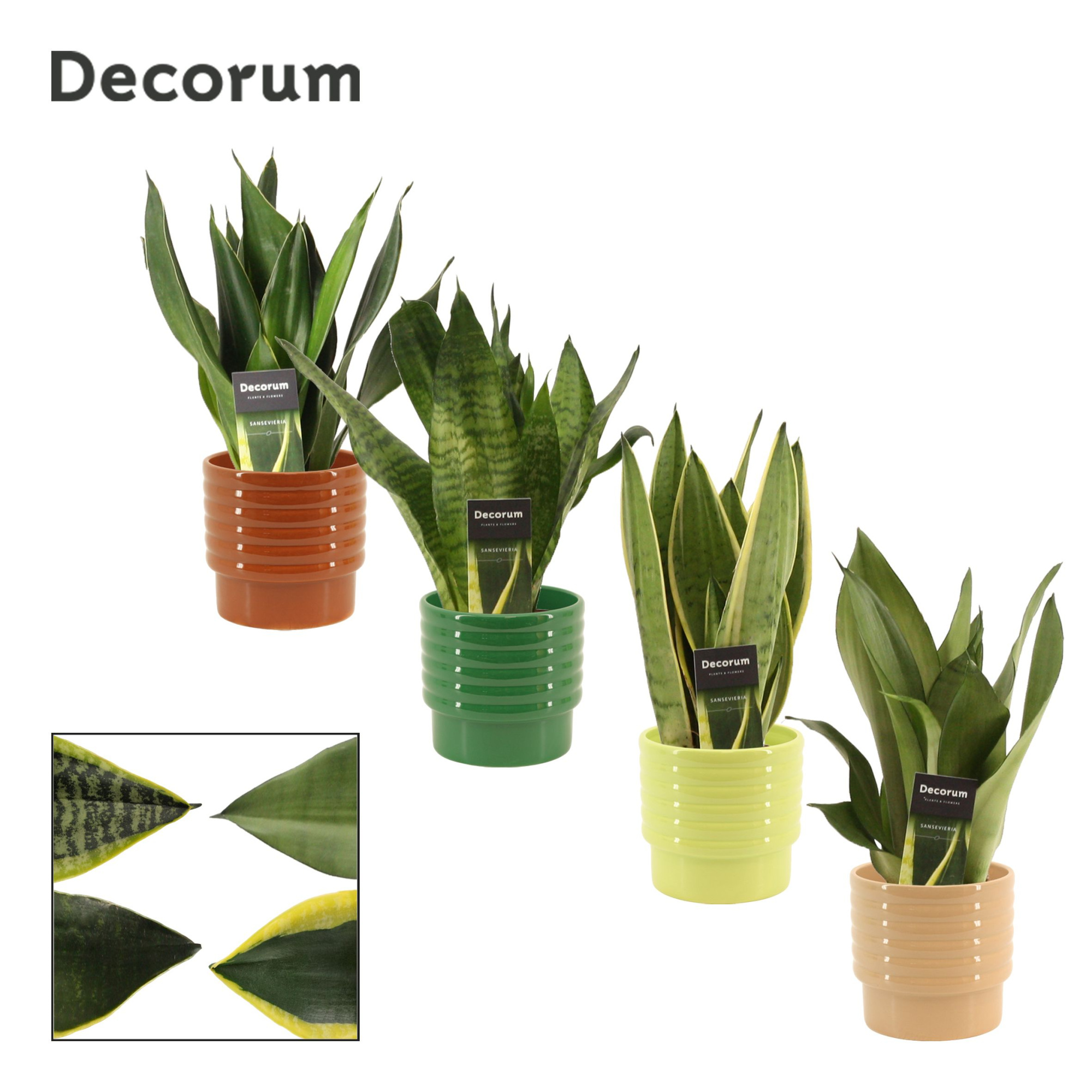 Sansevieria super mix 12 cm in Naemi (Natural bubble-collection), D 12 cm