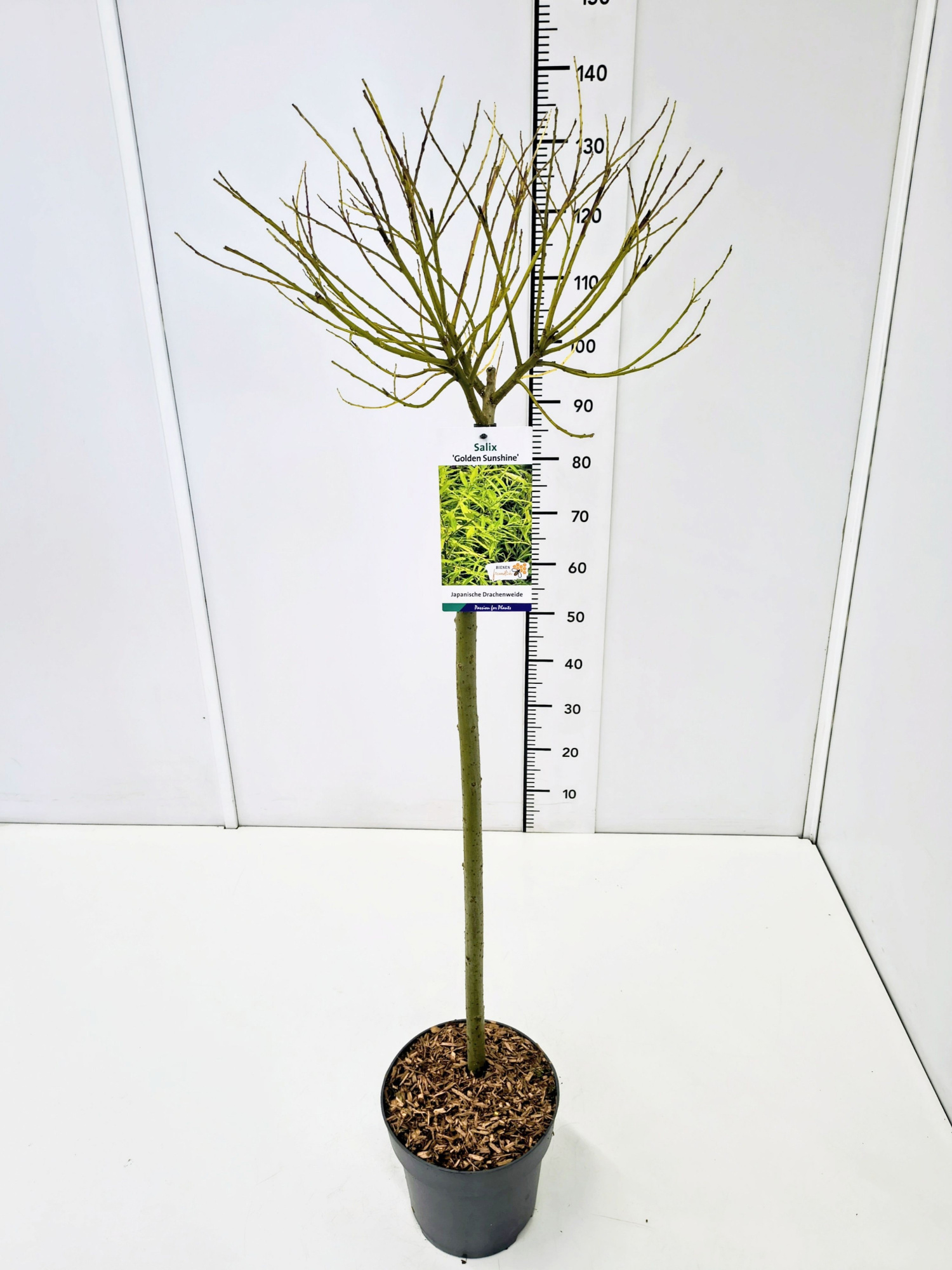 Salix sach. 'Golden Sunshine' ® 80CMSTC5, D 23