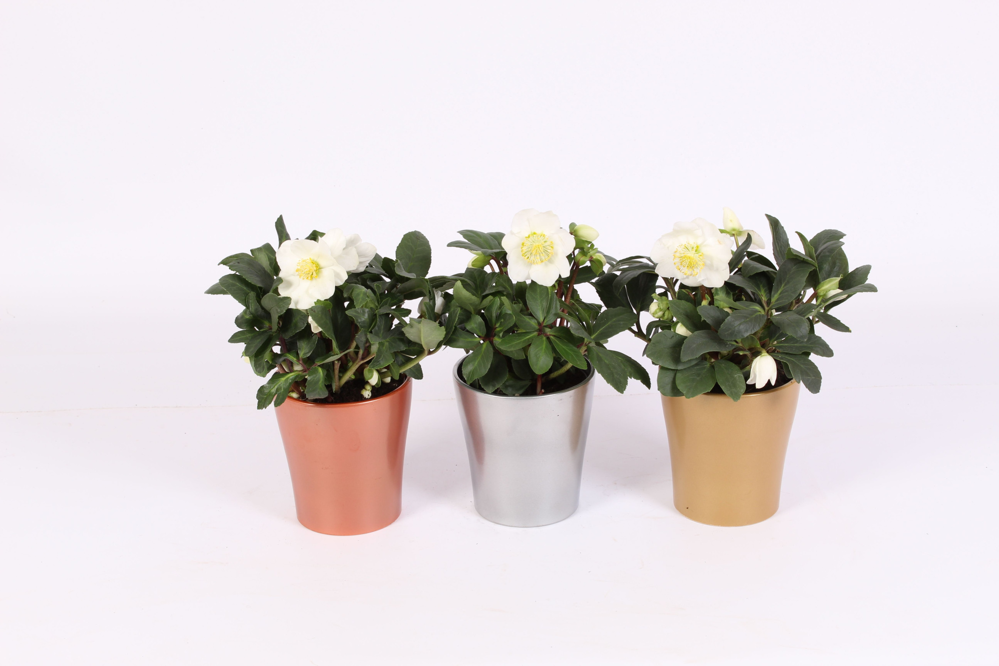 Helleborus Christmas Carol in pot stefanie 3 ass. keramiek, D 12 cm