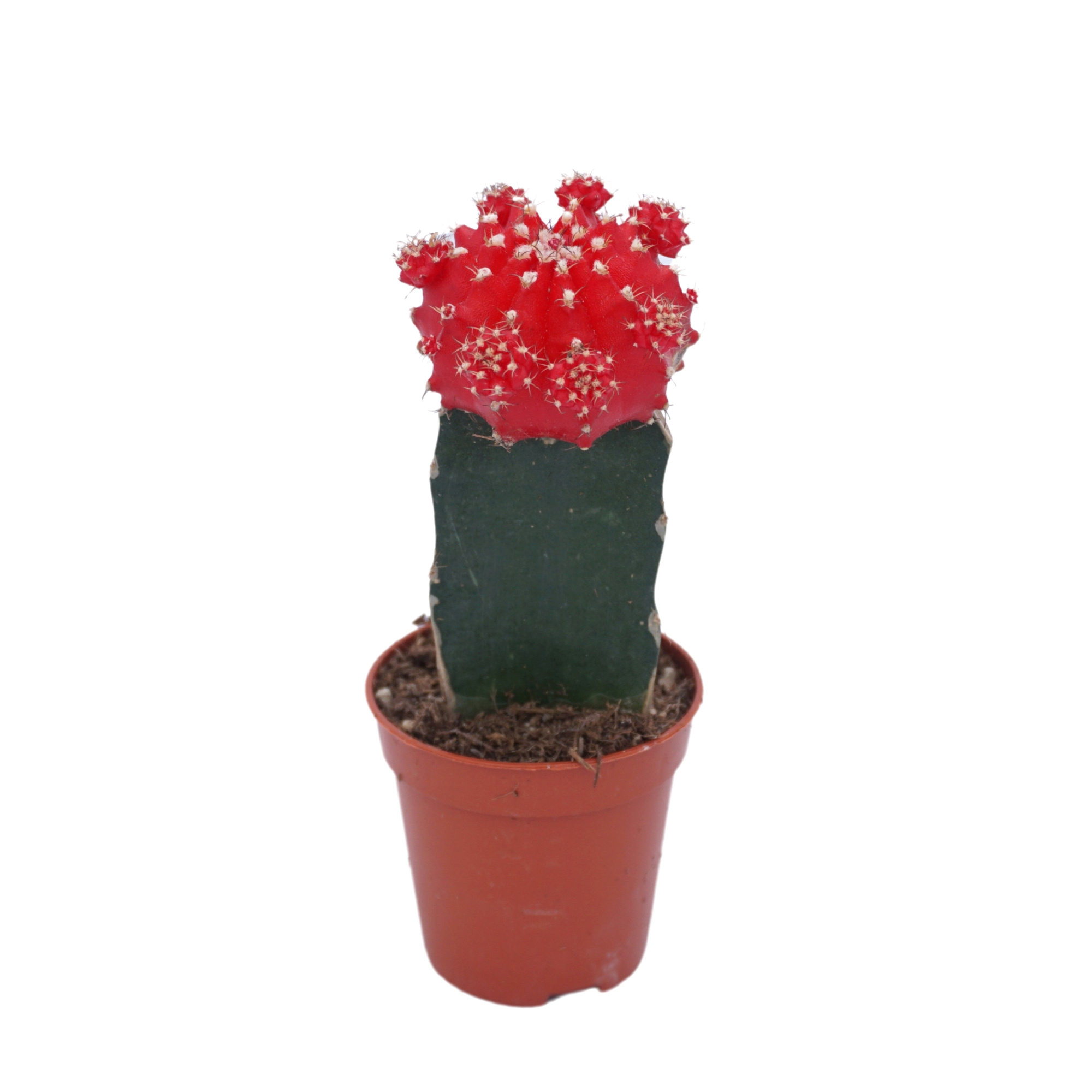 Gymnocalycium geënt rood 5,5 cm, D 5,5 cm