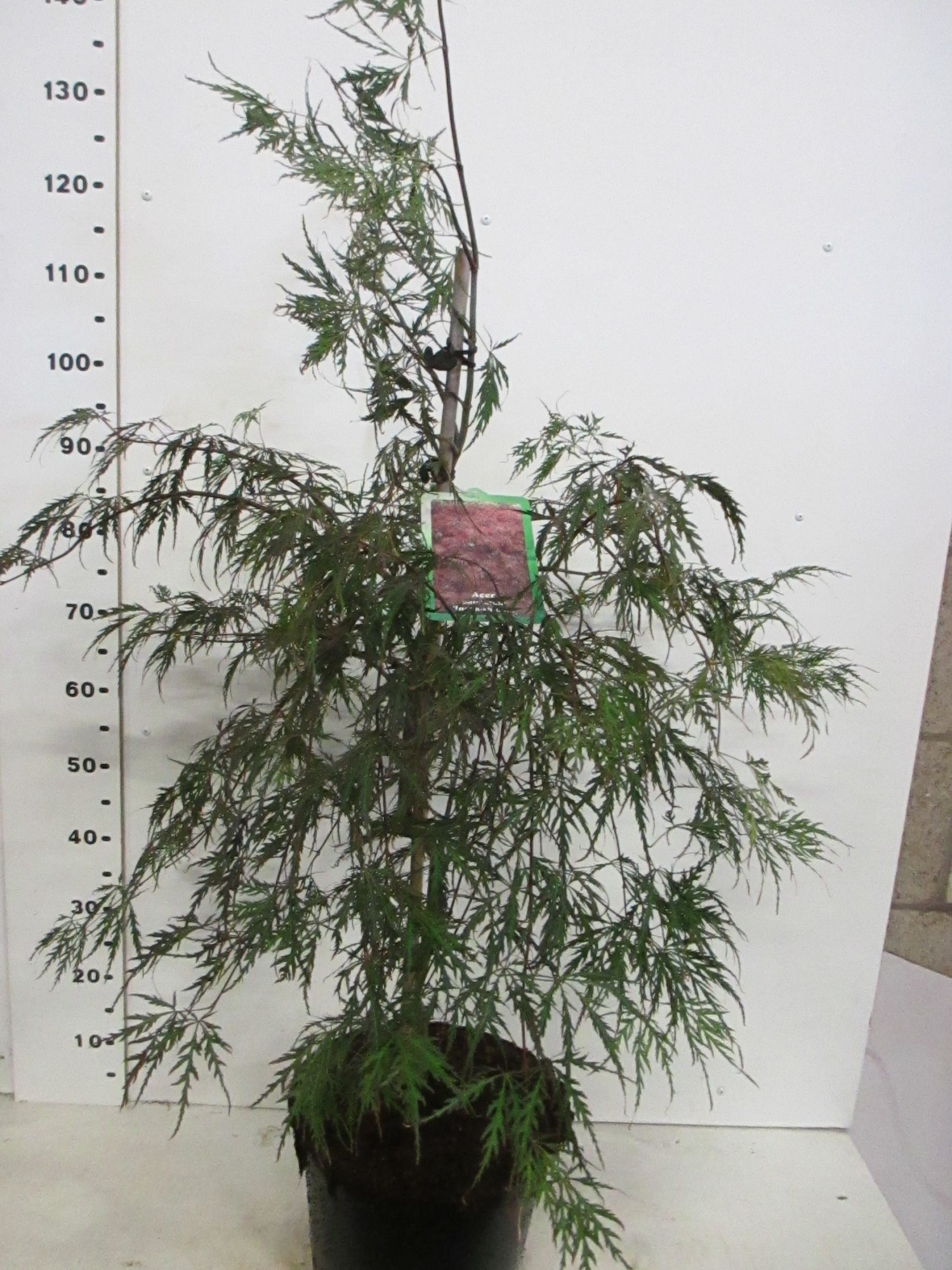 Acer palm. Inaba-shidare 60-80 P30, D 30 cm