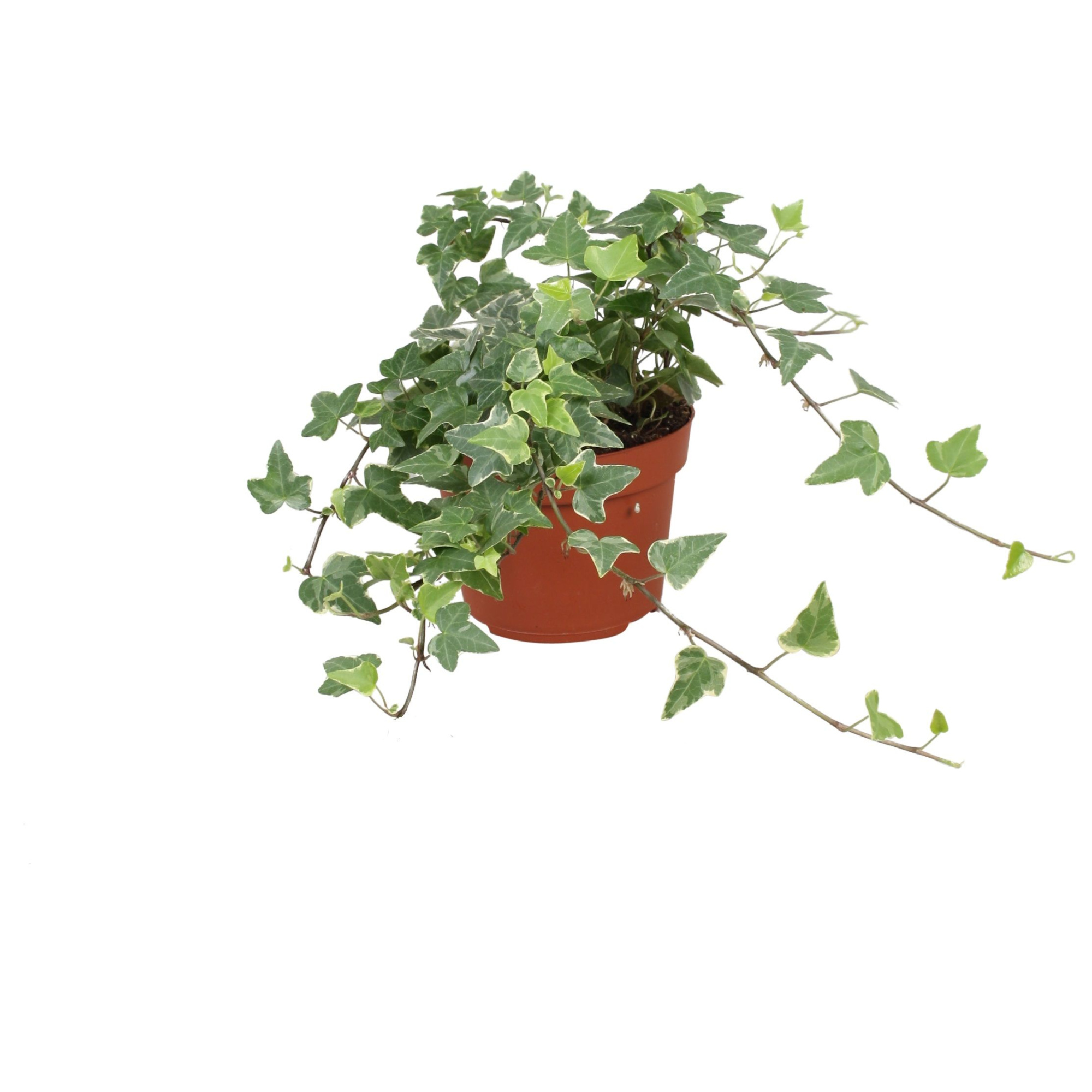 Hedera helix Tamara, D 13