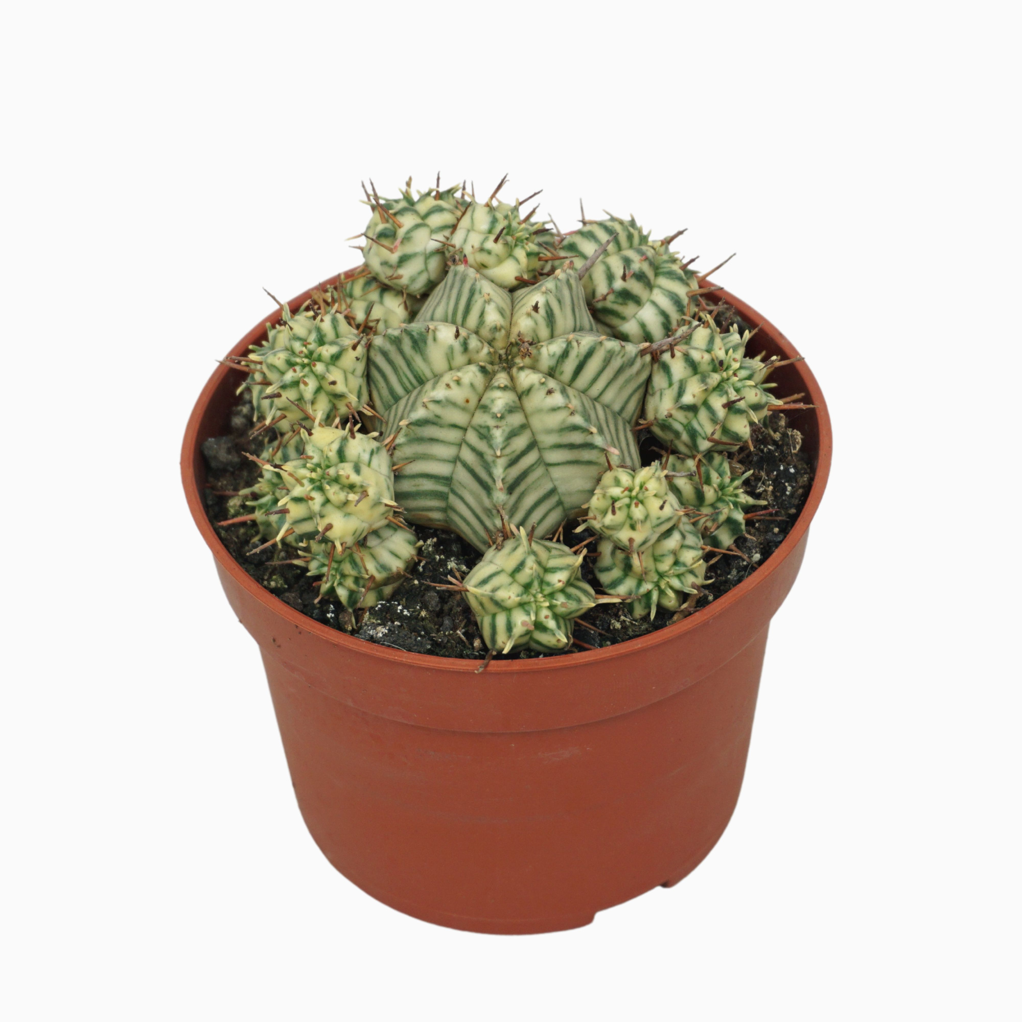 Euphorbia meloformis variegata 10,5 cm, D 10,5 cm