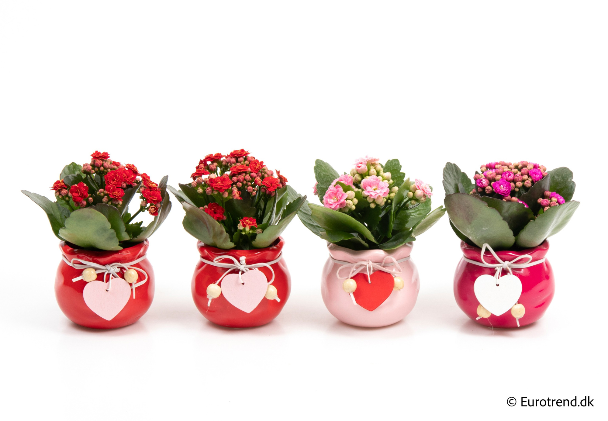 Kalanchoe Roseflowers in Valentine ceramic 2026, D 6