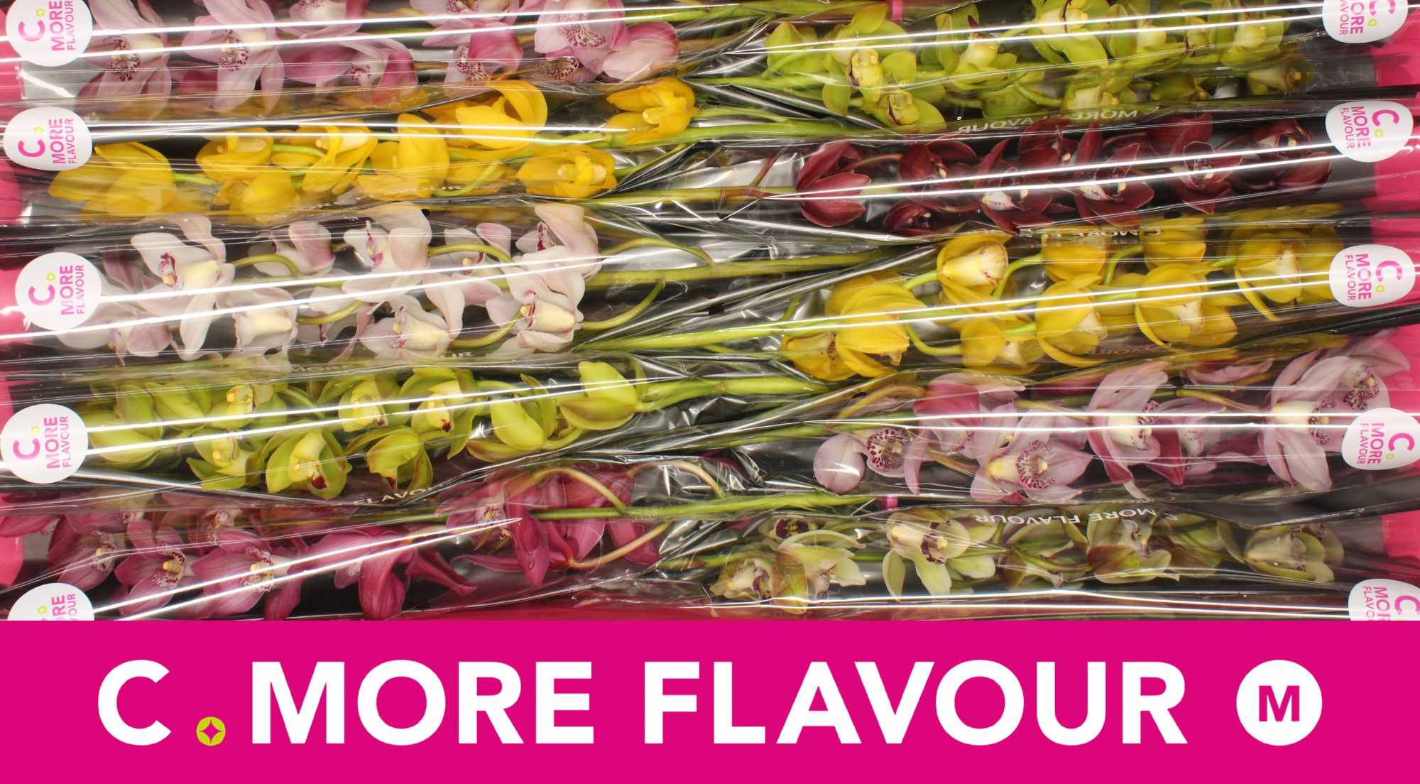 Цимбидиум мини Микс x10 60, шт.