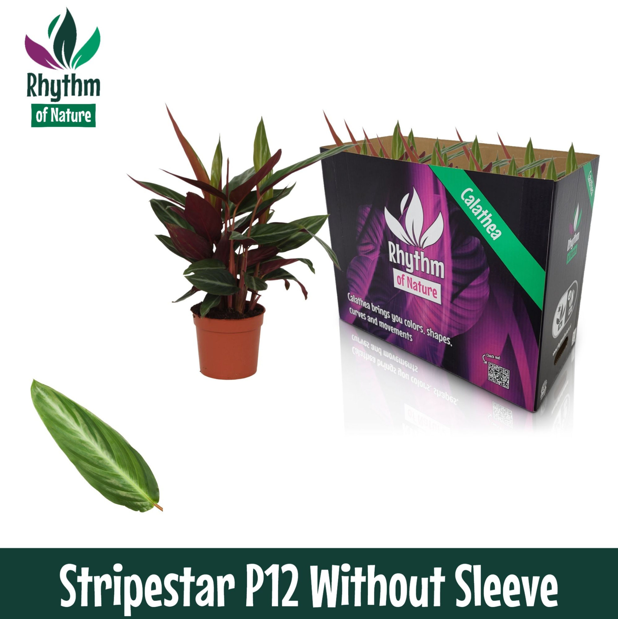 Calathea 12cm Stripestar Rhythm of Nature zonder hoes, D 12 cm