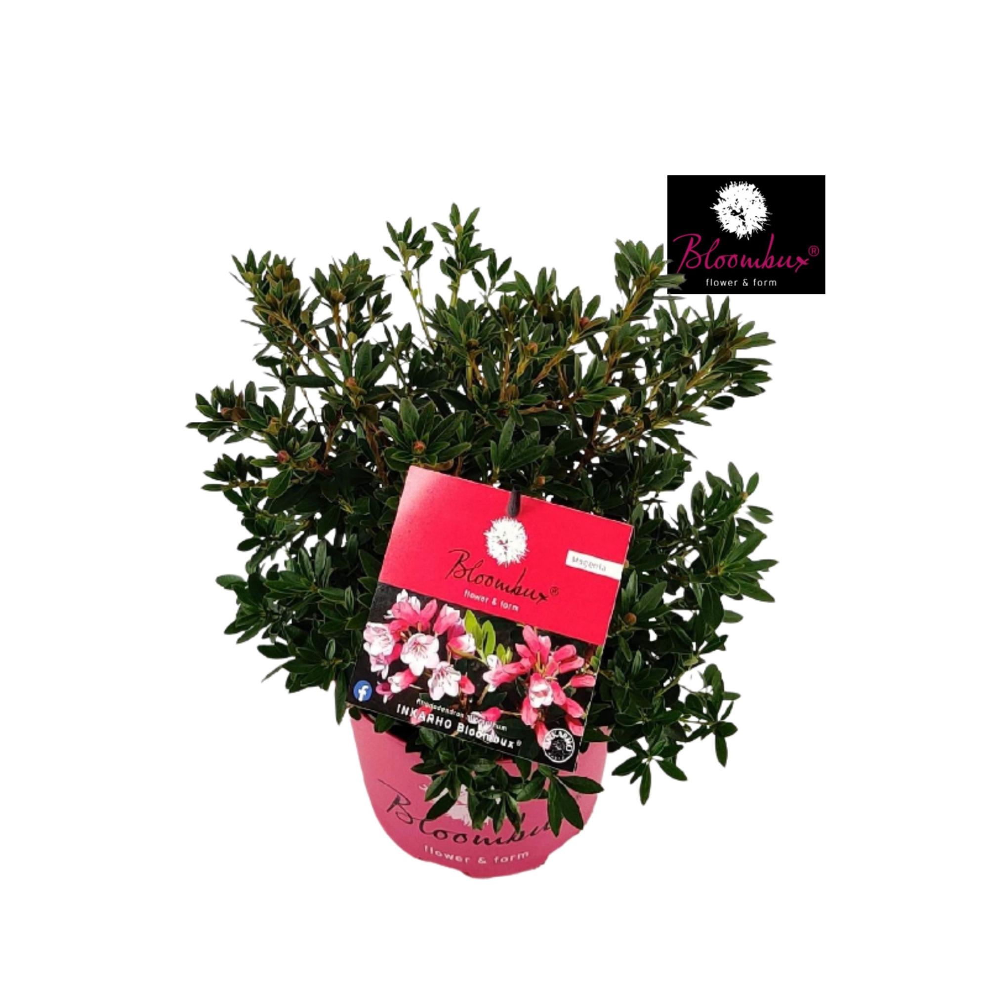 Rhododendron 40-50 /5 liter 'Bloombux Magenta', D 23 cm