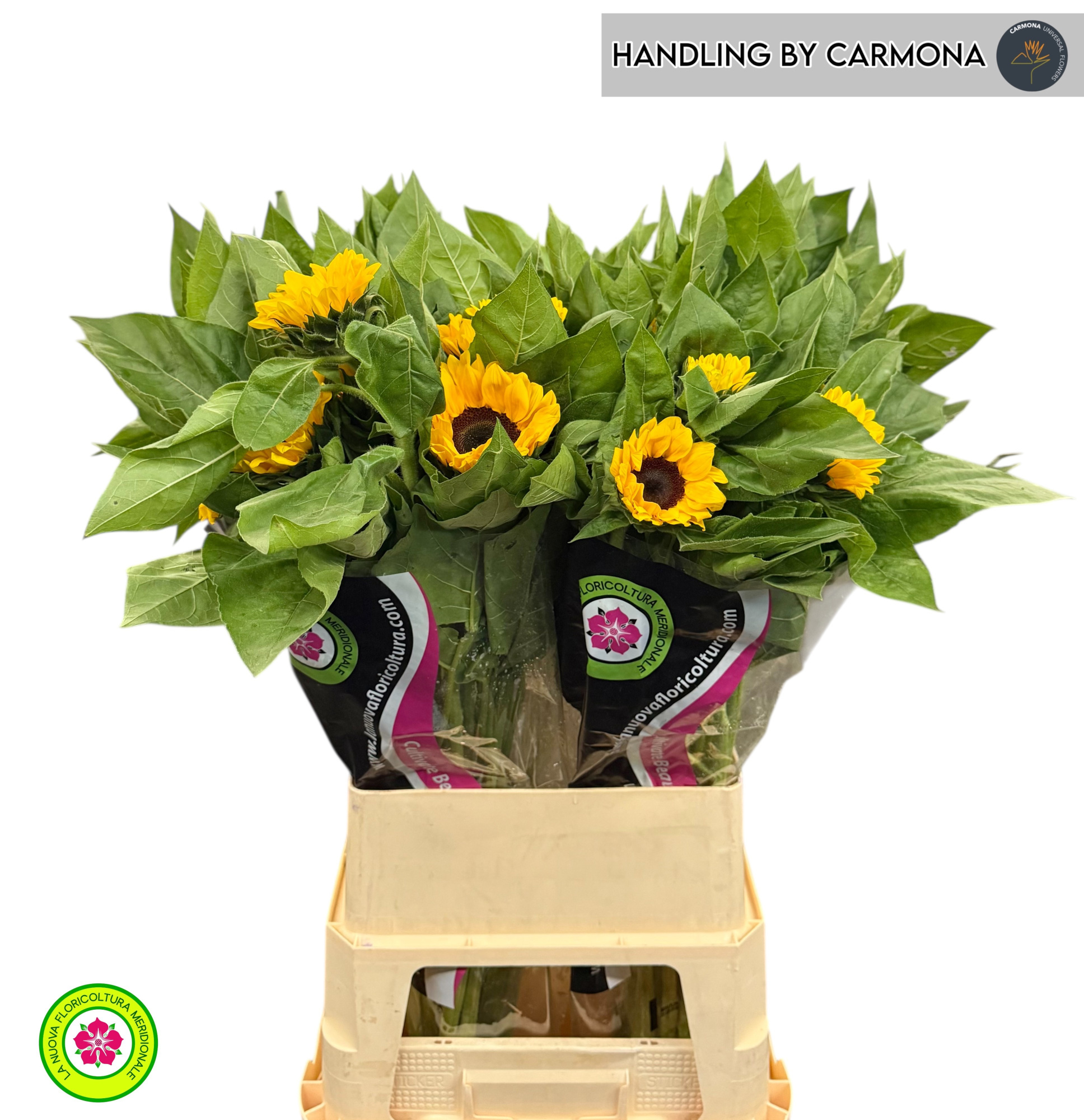 Гелиантус Винсент Чойс 90, шт.