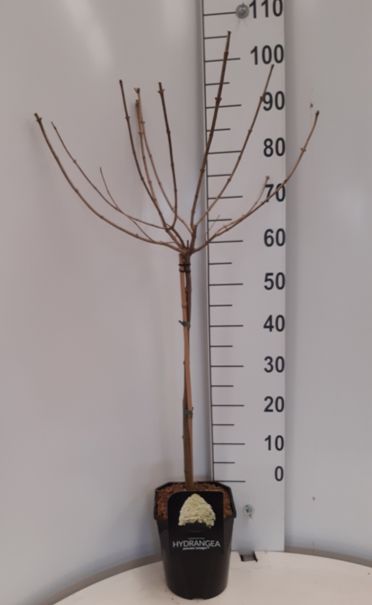 Hydrangea pan. Limelight ®, D 21