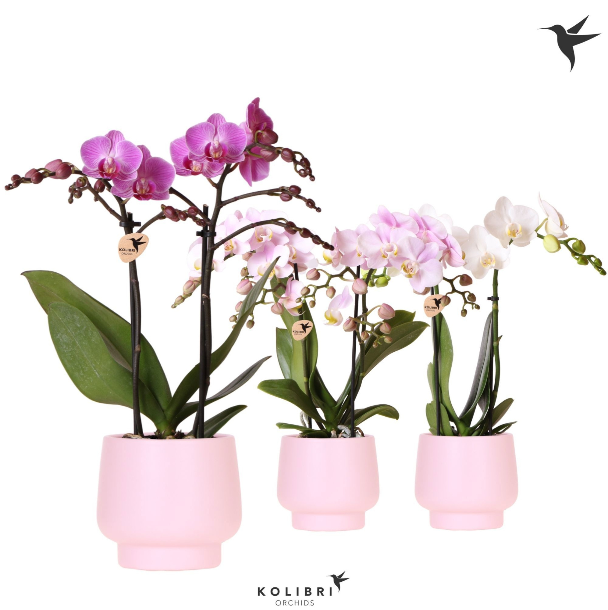 Kolibri Orchids Phalaenopsis mix 2 spike in Scandic pot pink, D 9