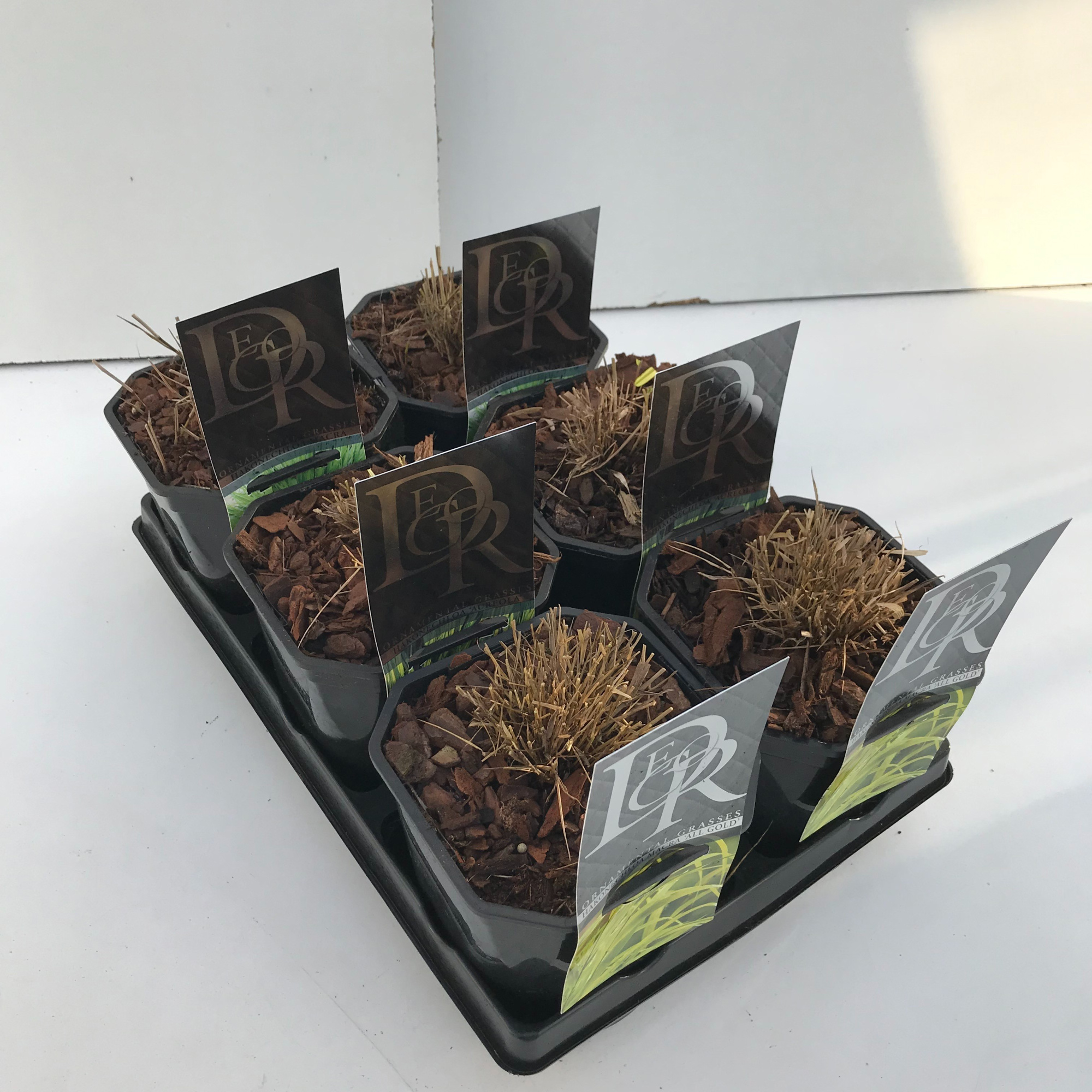 Hakonechloa mix in tray, D 17