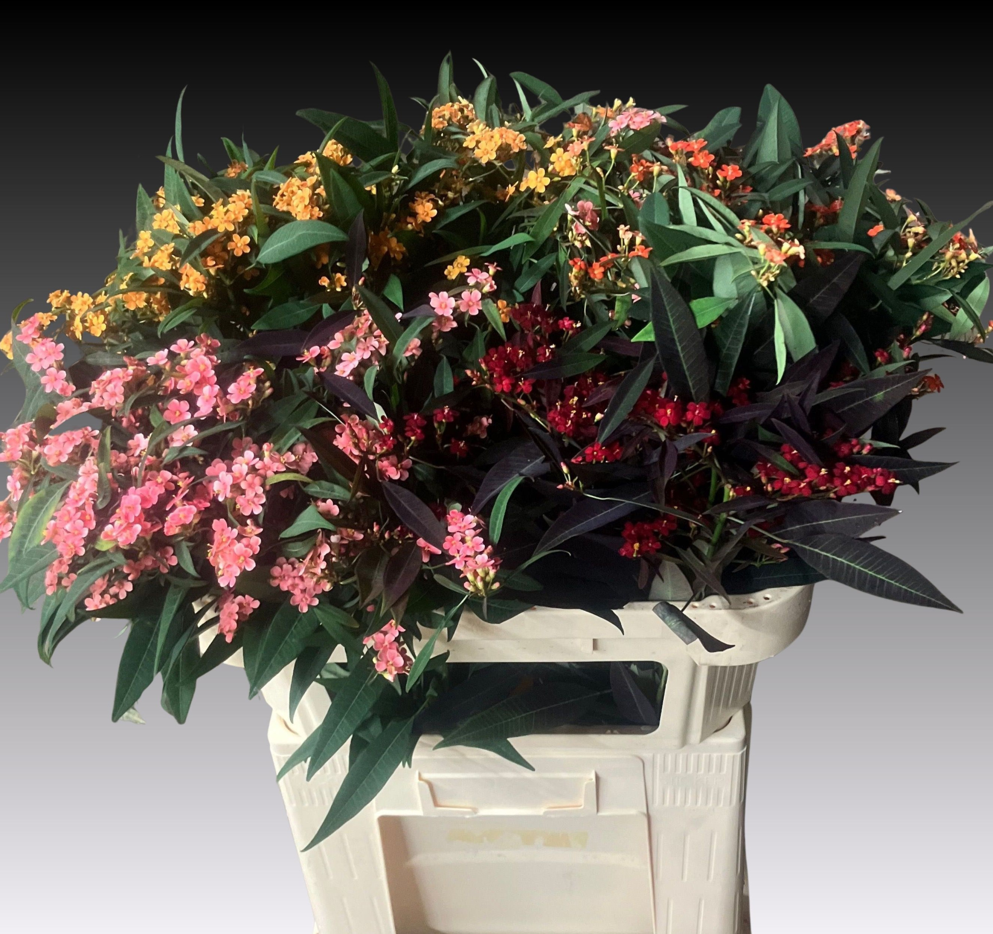 Эуфорбия куст. Микс 70, шт.