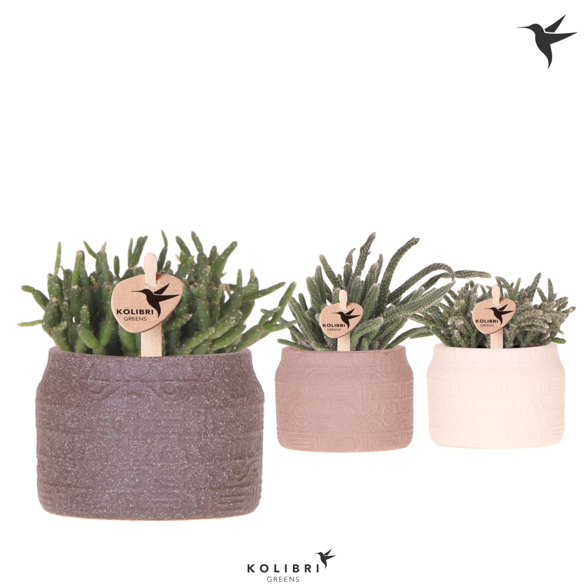 Kolibri Greens Rhipsalis mix in Hieroglyph pot mix, D 6 cm