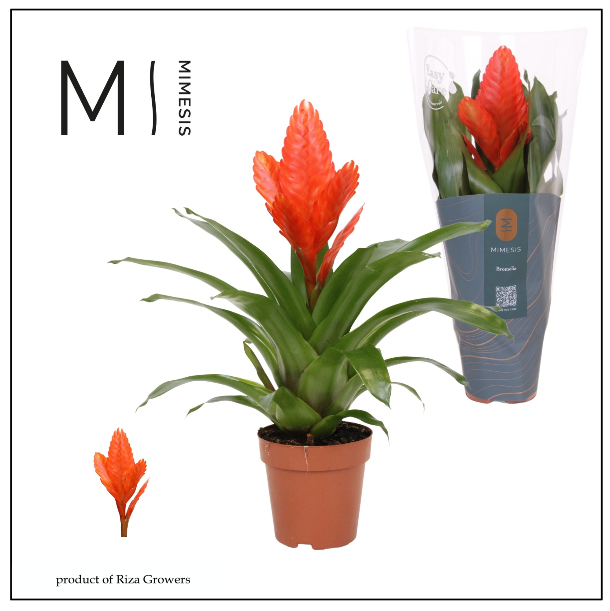 Vriesea Intenso Orange - 12cm | Mimesis, D 12 cm