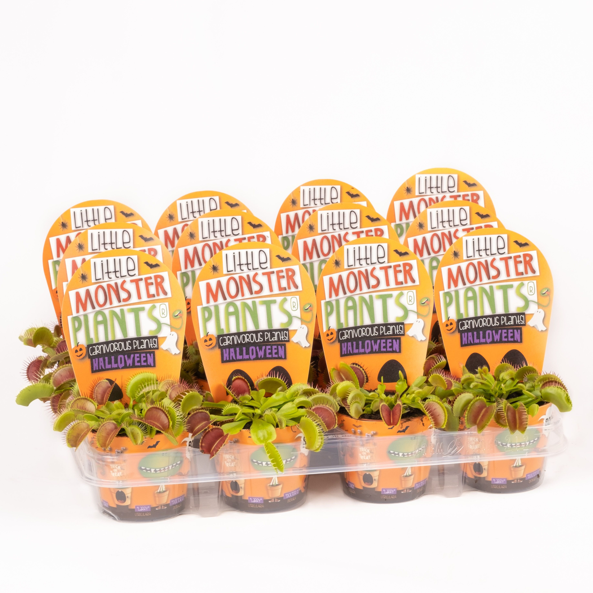 Little Monster Plants Dionaea Halloween, D 8,5 cm
