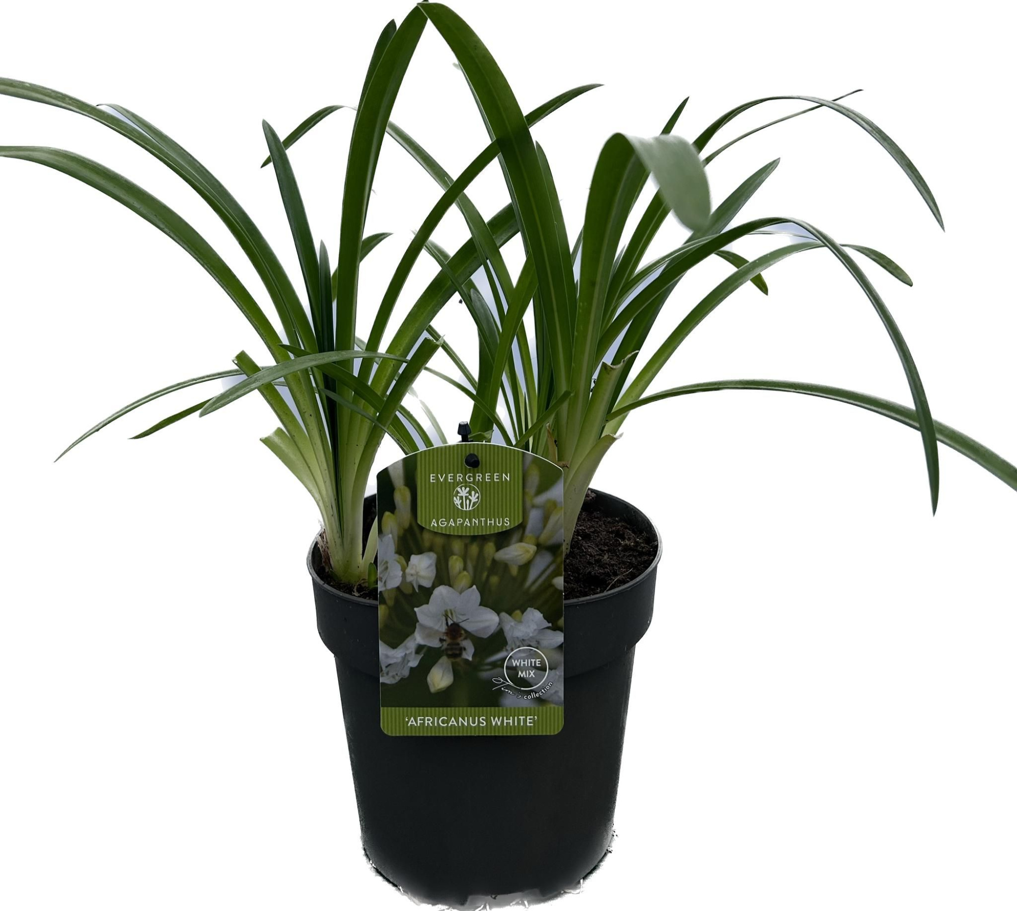 Agapanthus 'Africanus White' P17 EVERGREEN, D 17