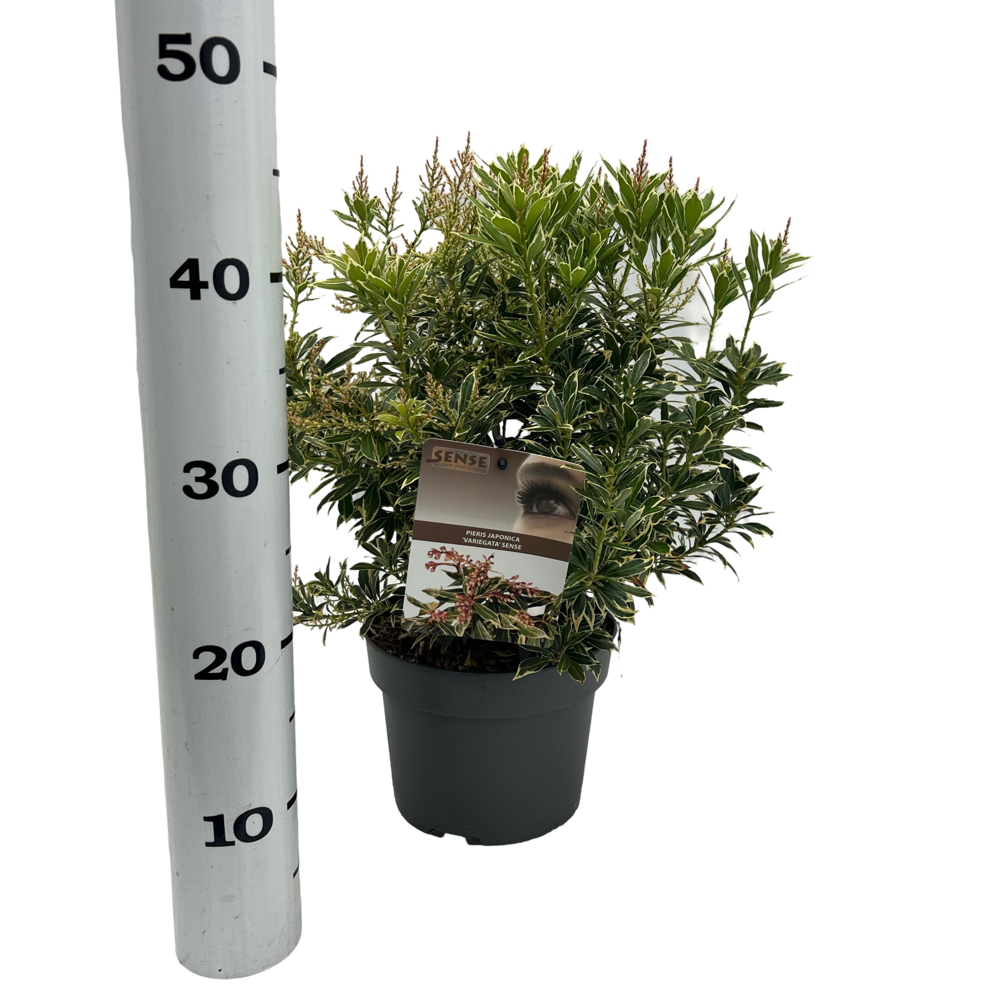 Pieris jap. 'Variegata' sense, D 19 cm