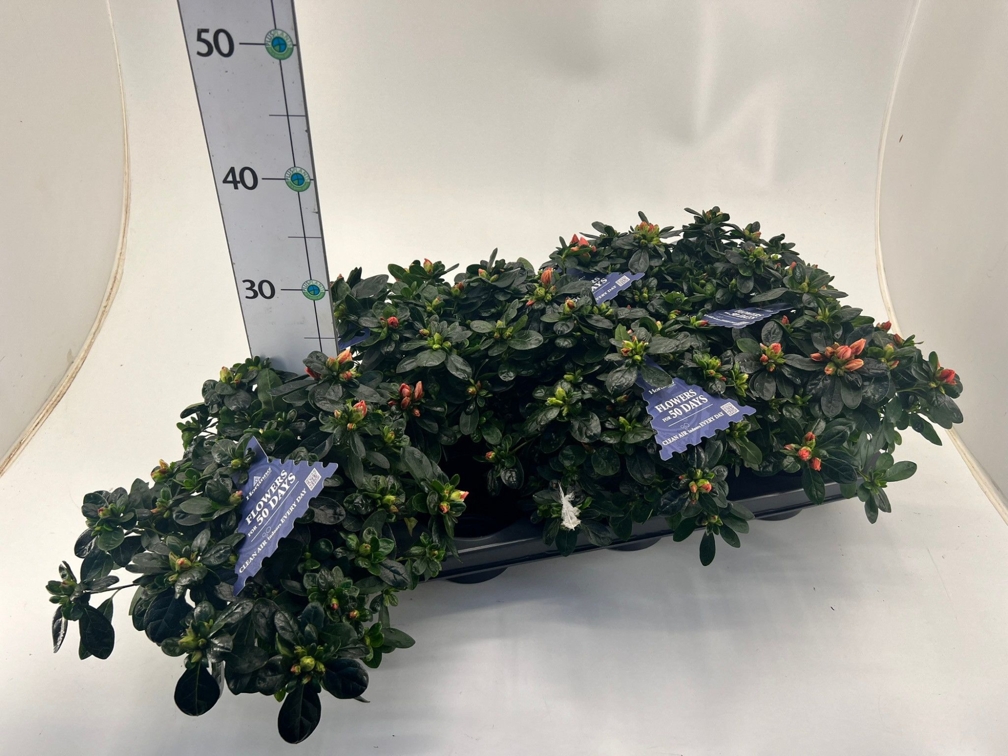 Rhododendron simsii T13 Hortinno Mix, D 13