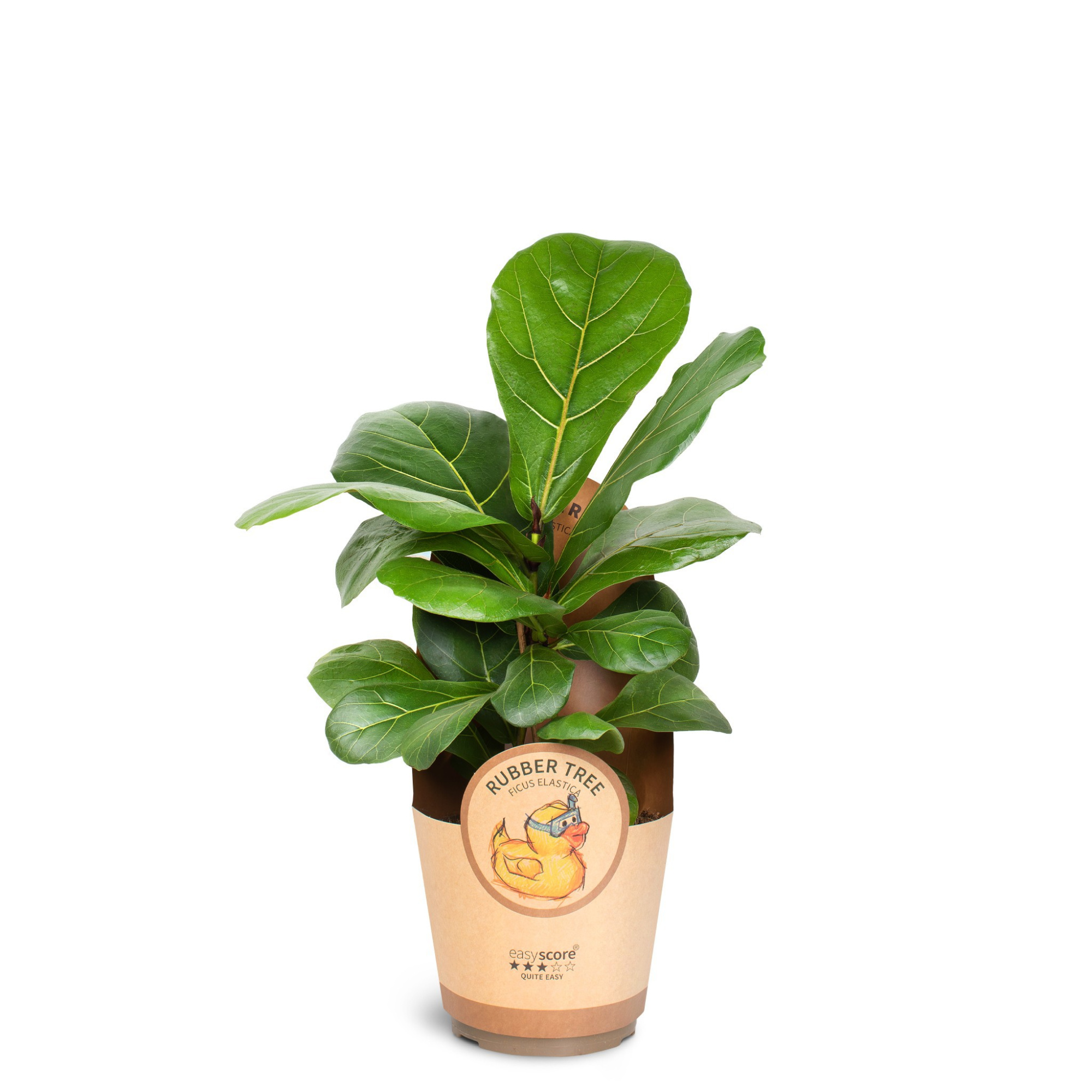 Ficus lyrata, D 17